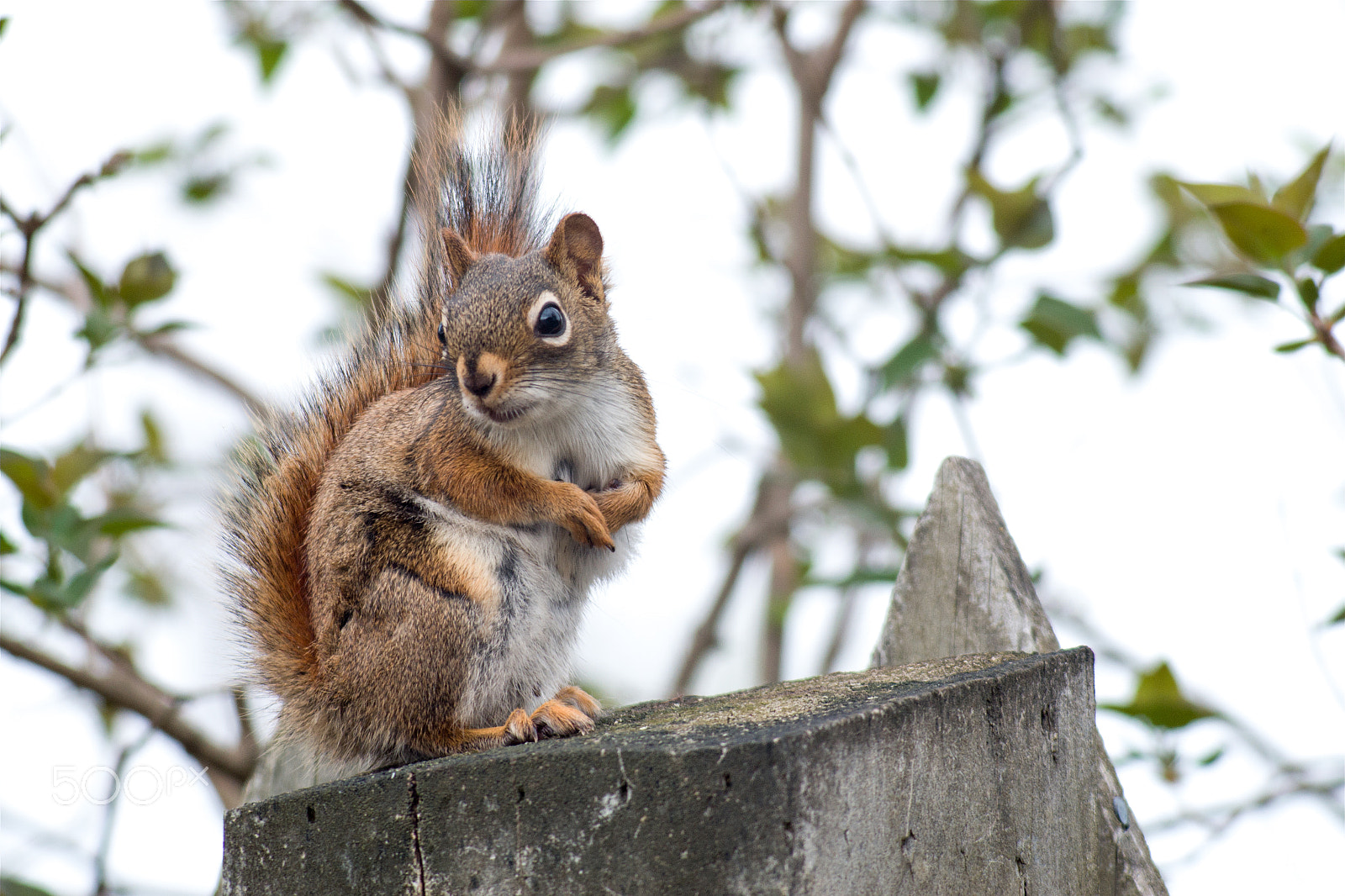 Pentax K-S2 sample photo. Squirrel photography