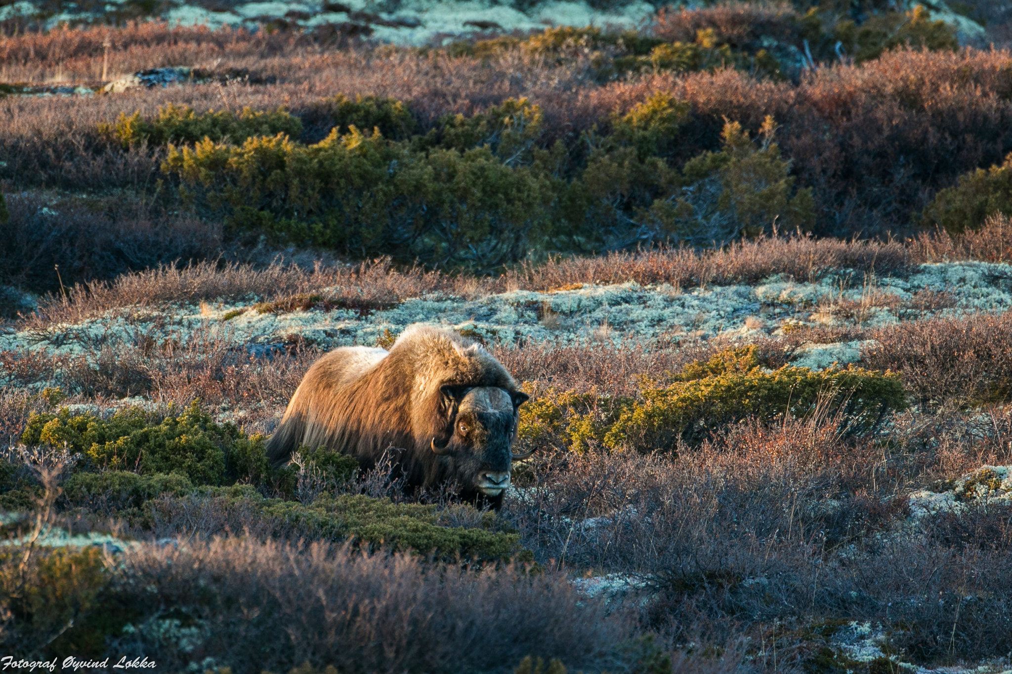 Canon EF 500mm F4L IS USM sample photo. Moskox photography