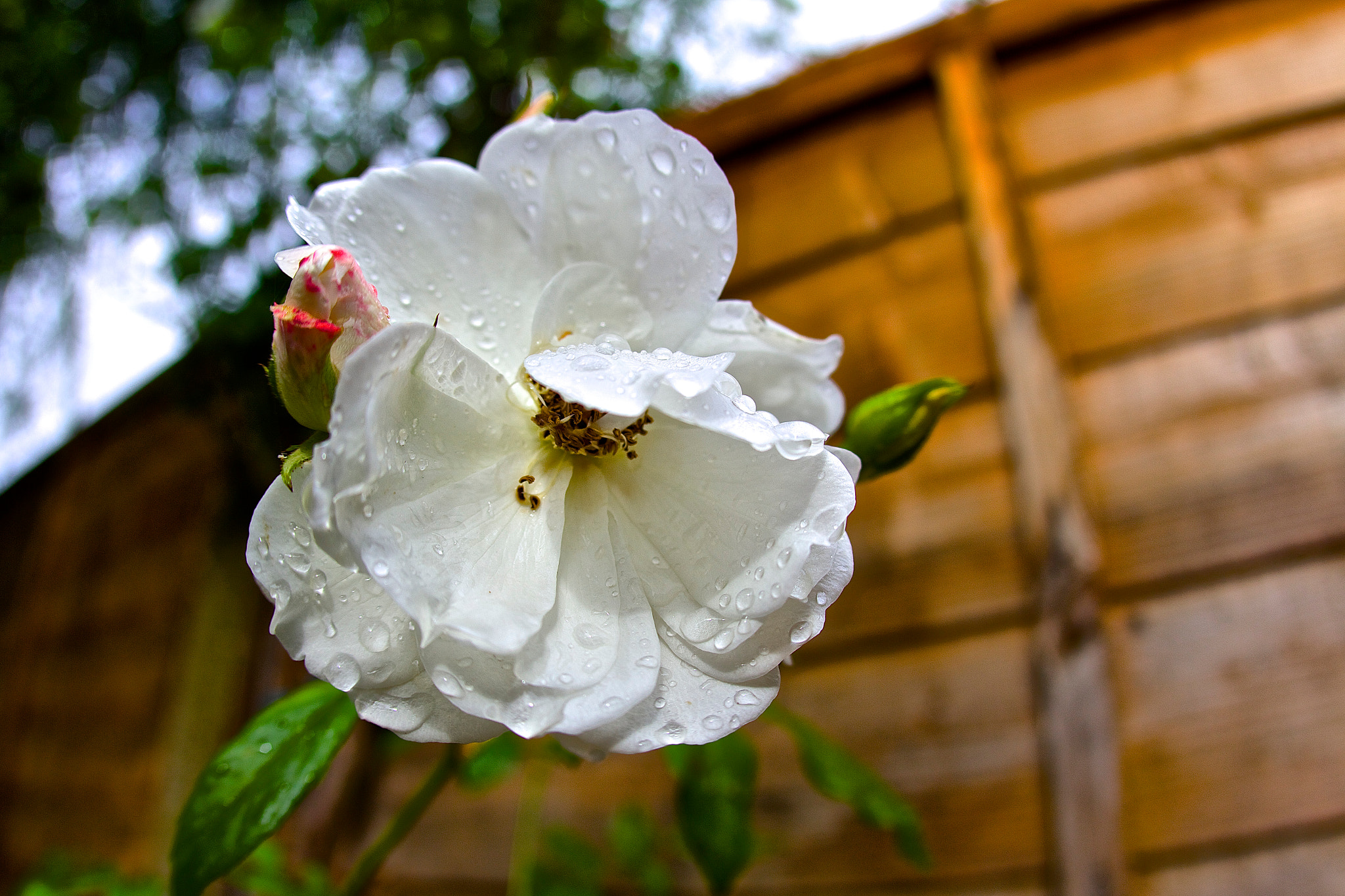 Canon EOS 700D (EOS Rebel T5i / EOS Kiss X7i) + Canon EF 15mm F2.8 Fisheye sample photo. Beautfiul photography