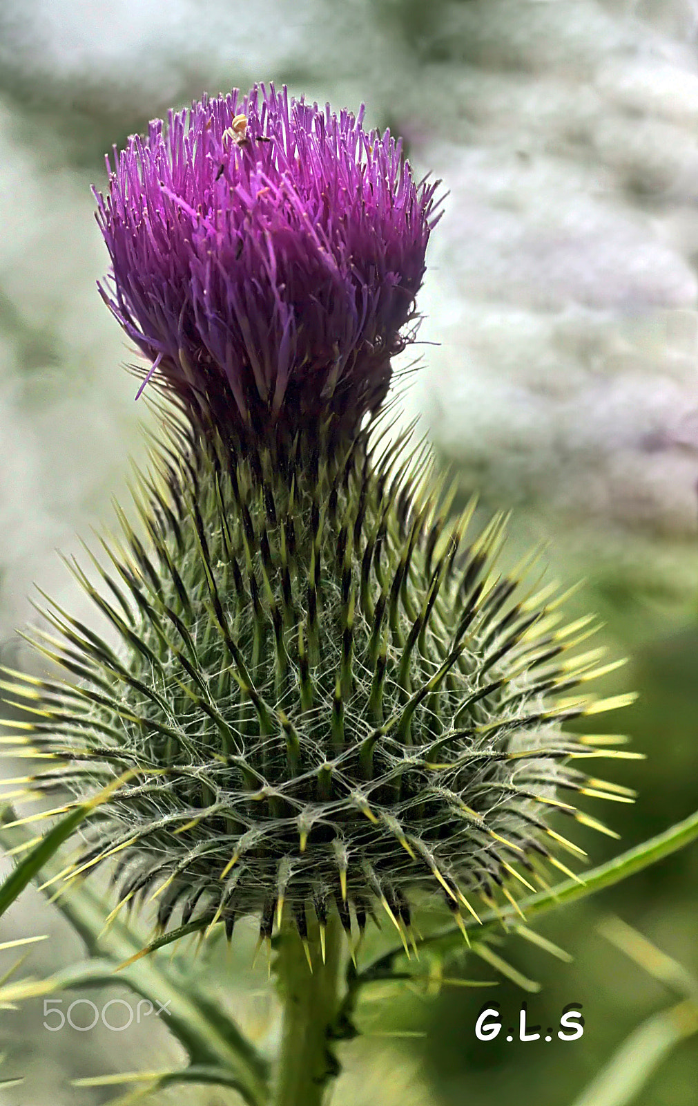 Minolta AF 50mm F3.5 Macro sample photo. Doux et piquant photography