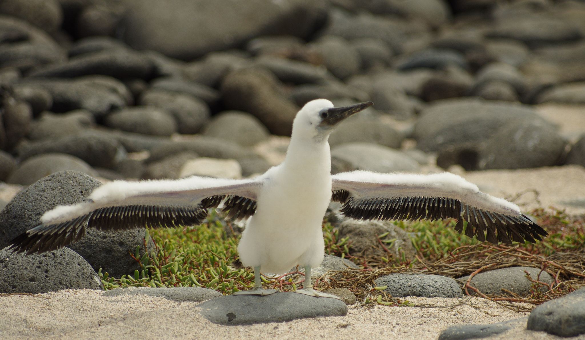 Pentax smc DA* 60-250mm F4.0 ED (IF) SDM sample photo. Booby jr photography