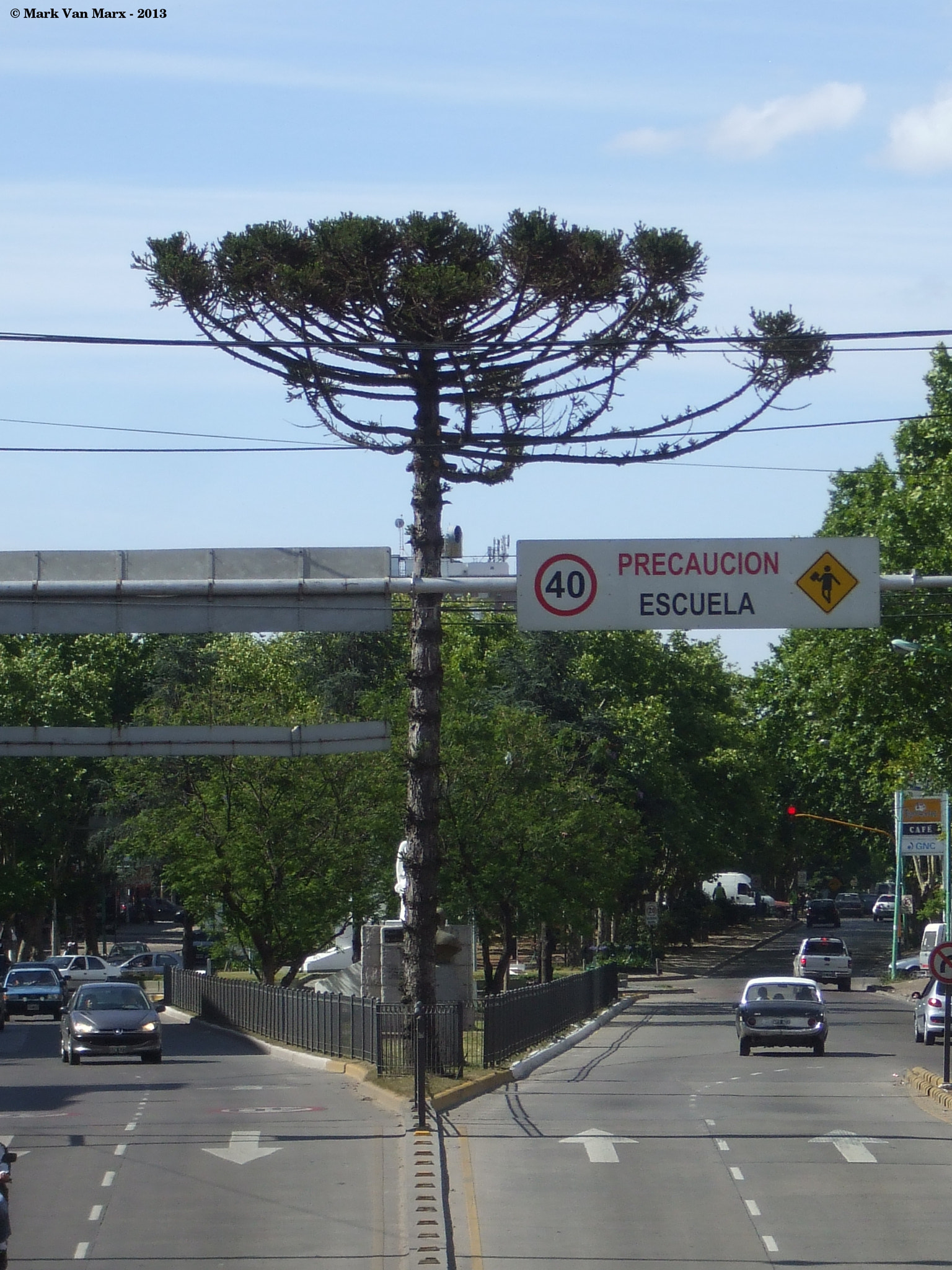 Fujifilm FinePix A800 sample photo. Araucaria photography