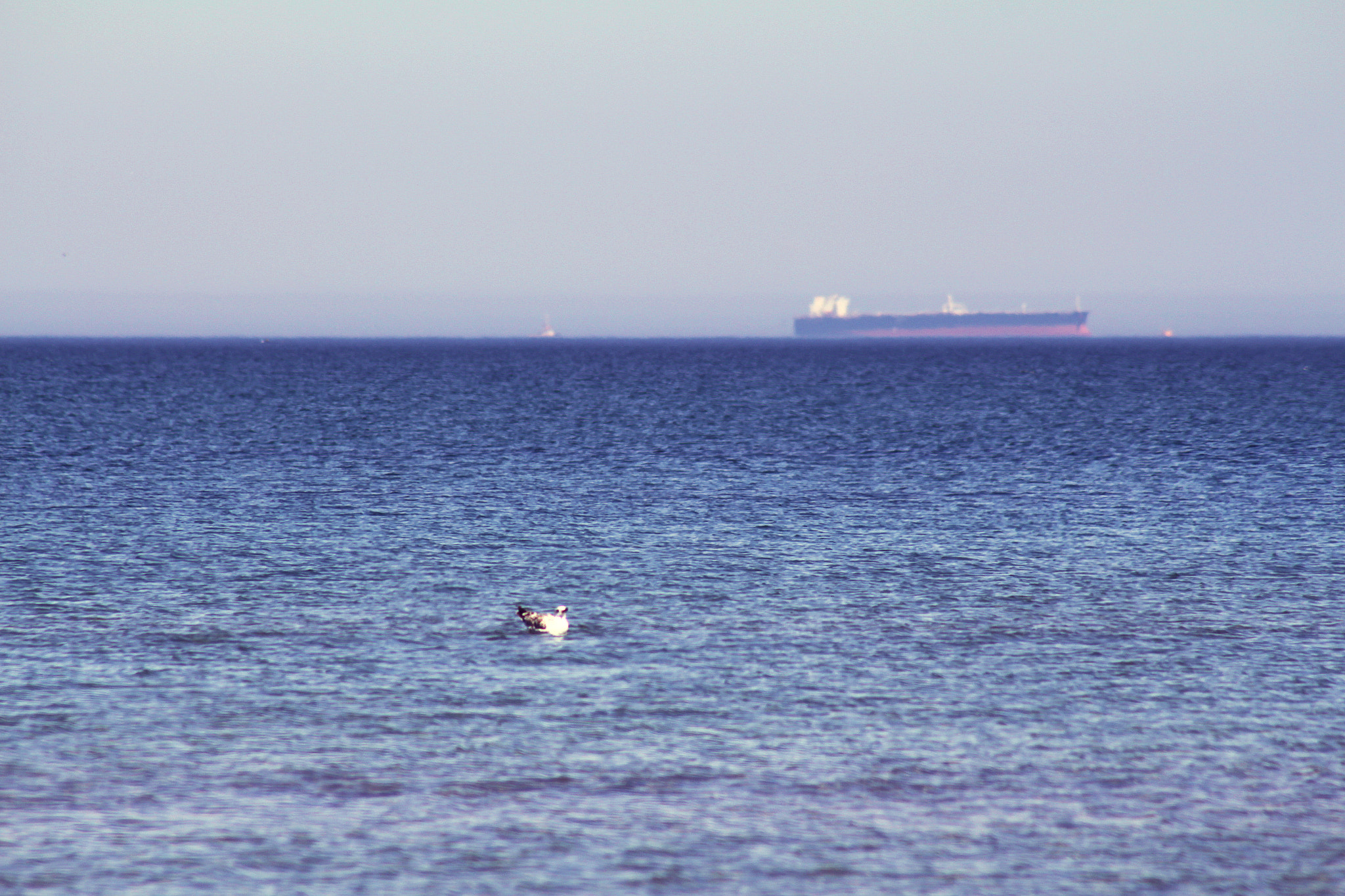 Canon EF 75-300mm f/4-5.6 USM sample photo. A bird's view photography