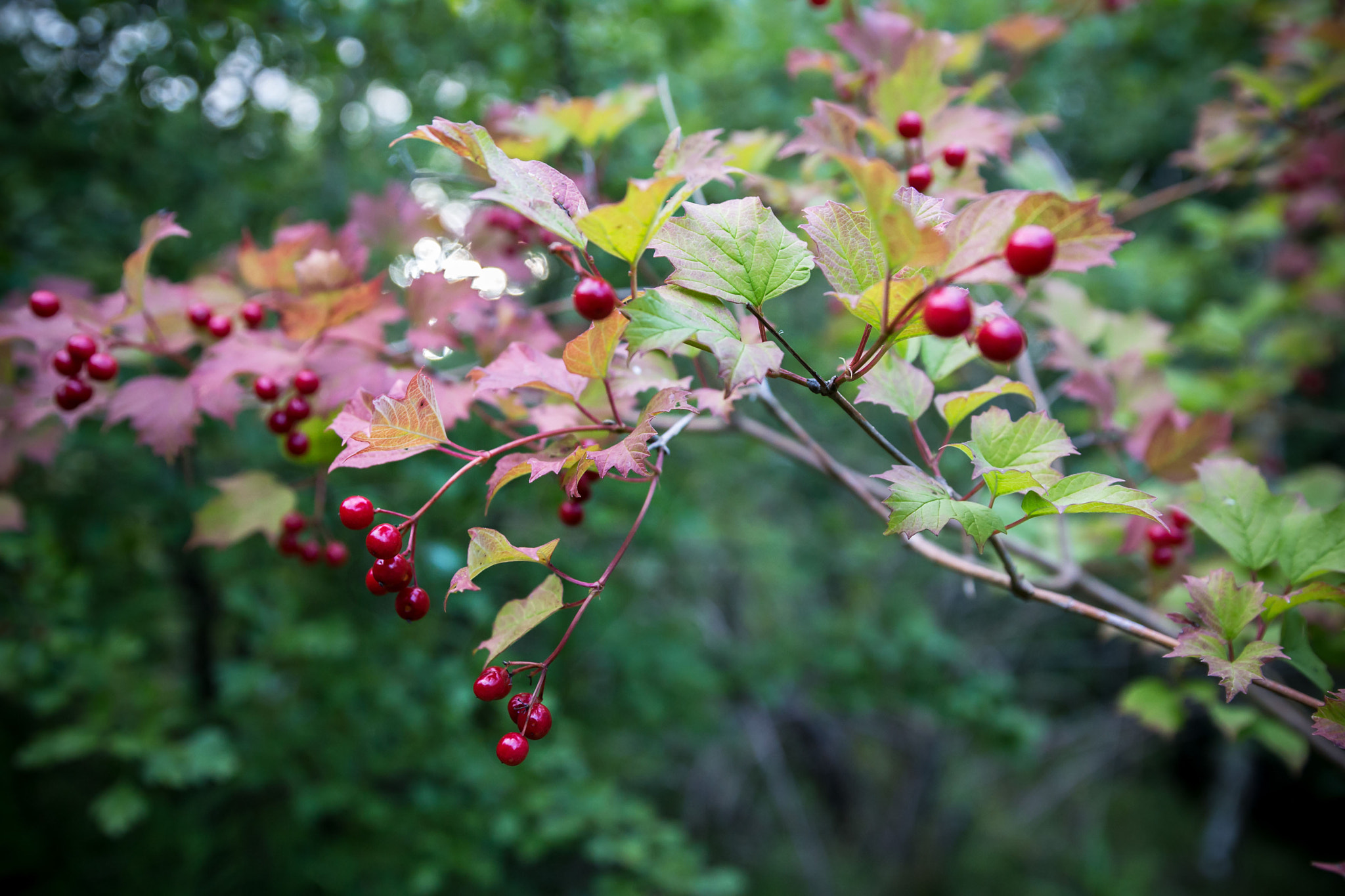 Canon EOS 650D (EOS Rebel T4i / EOS Kiss X6i) sample photo. Red fruits photography