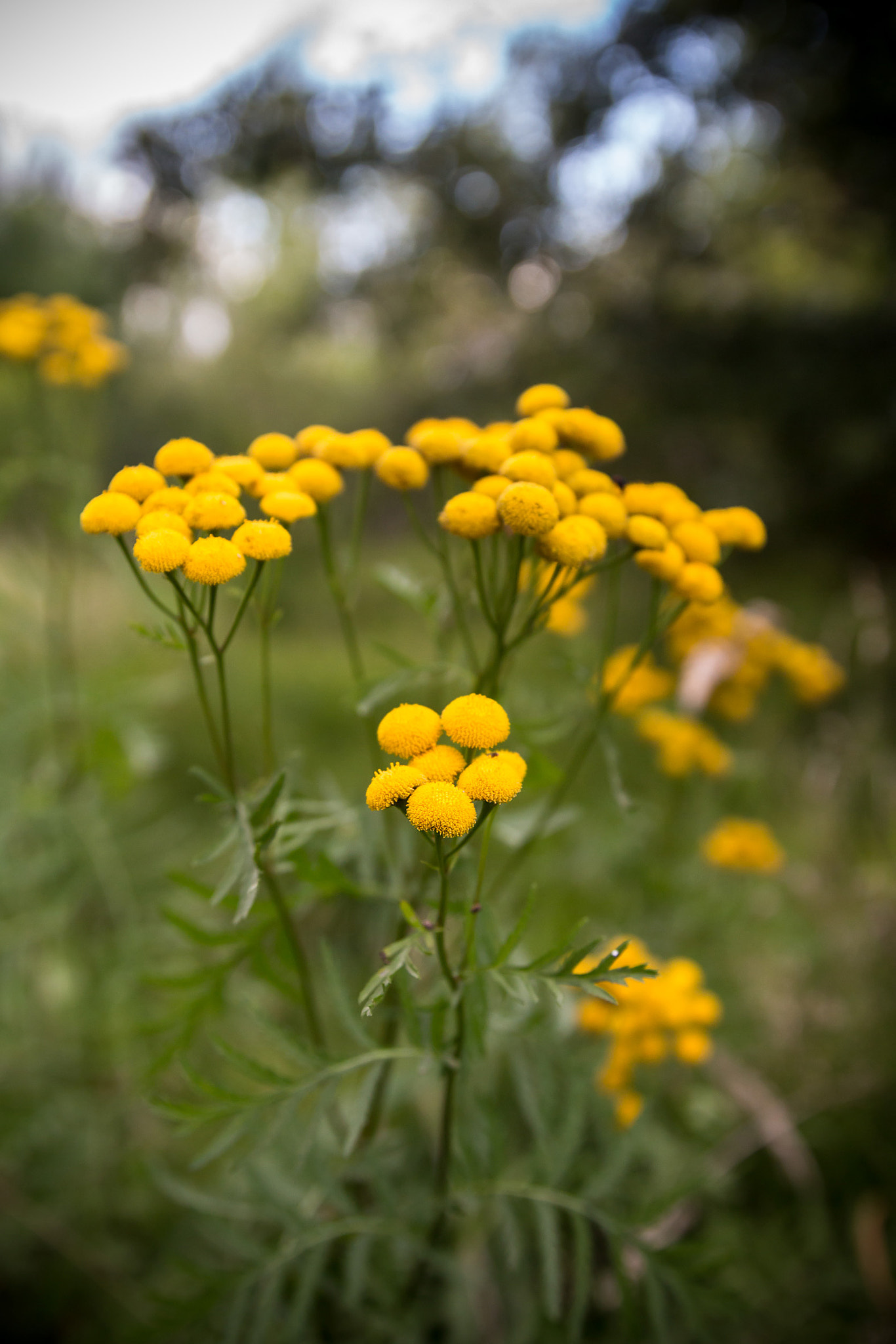 Canon EOS 650D (EOS Rebel T4i / EOS Kiss X6i) sample photo. Yellow flowers photography