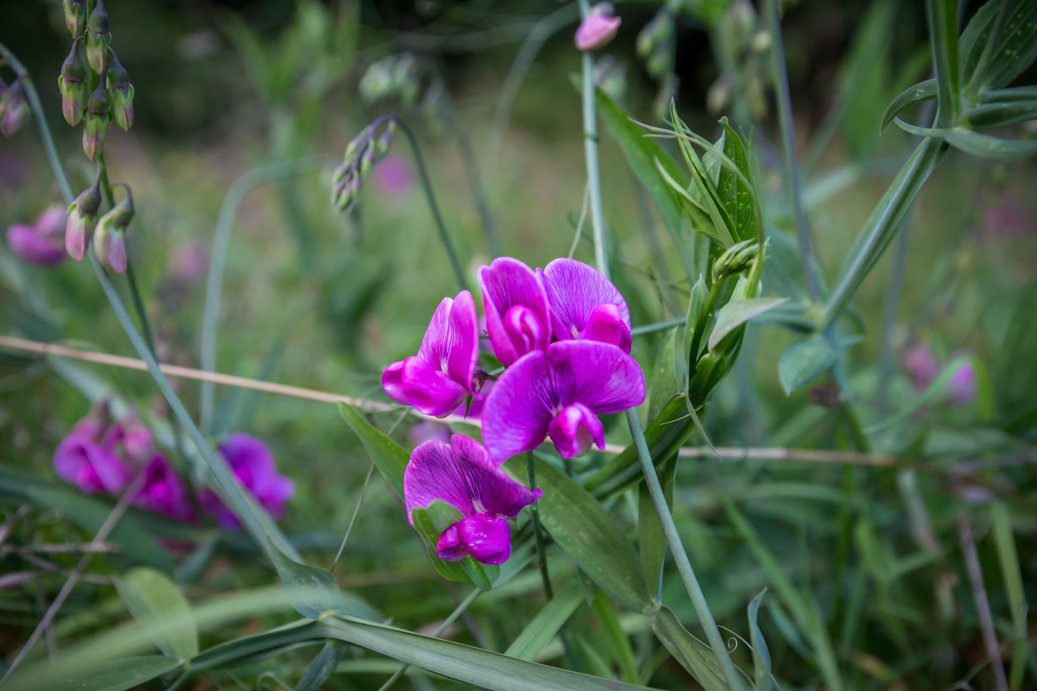 Canon EOS 650D (EOS Rebel T4i / EOS Kiss X6i) sample photo. Lilas photography