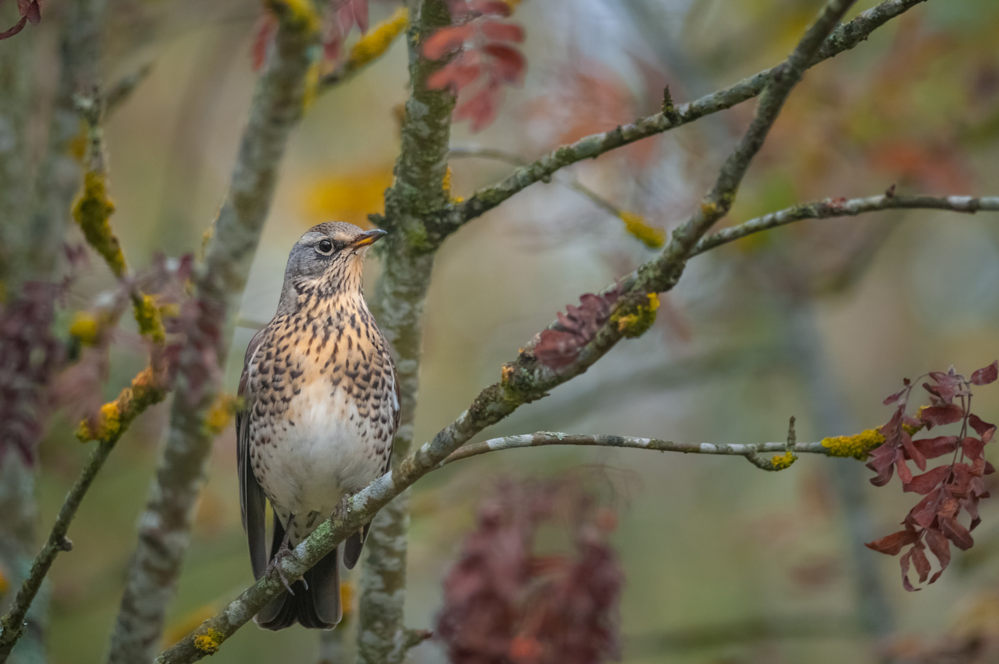 Nikon D300 + Nikon AF-S Nikkor 300mm F4D ED-IF sample photo. Fieldfare photography