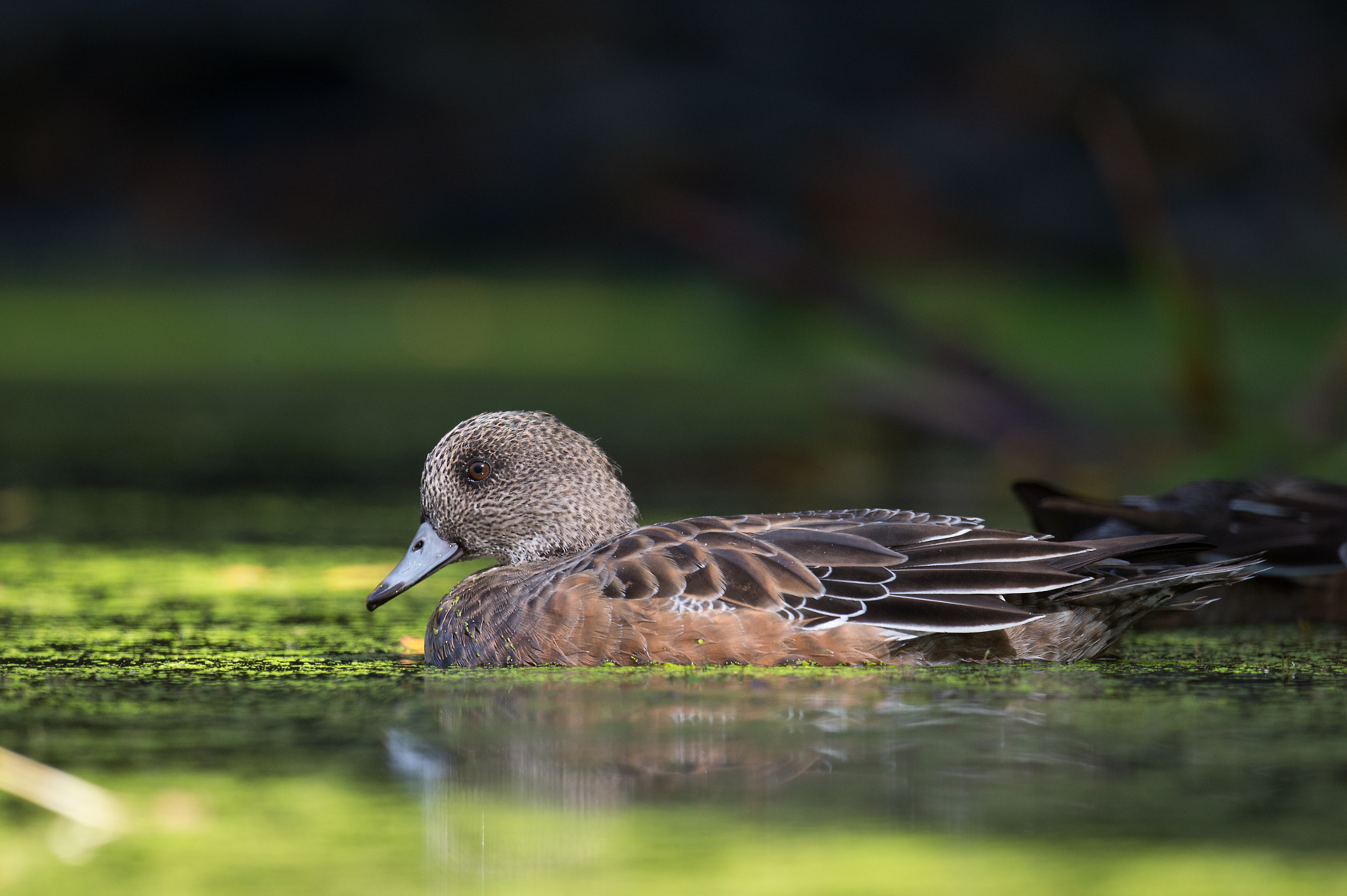 Nikon AF-S Nikkor 800mm F5.6E FL ED VR sample photo. Canard d'amerique, anas americana, american wigeon. photography