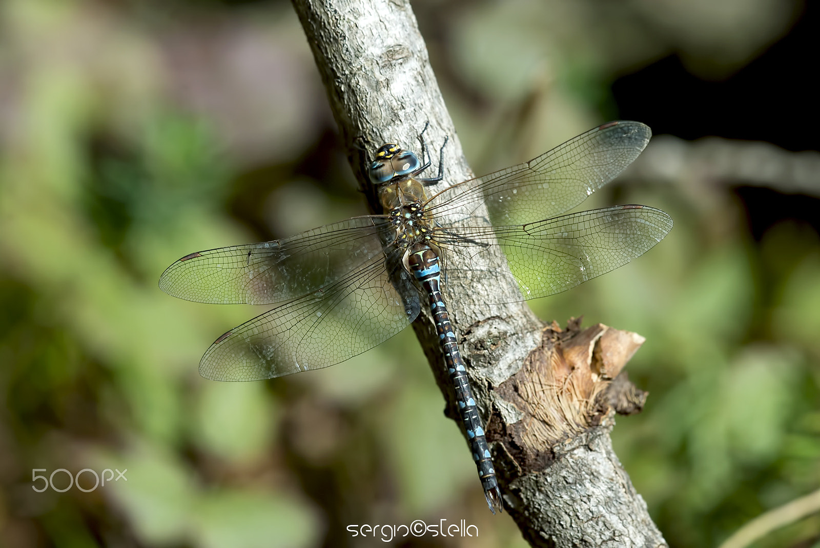 Sigma 150mm F2.8 EX DG Macro HSM sample photo. Aeshna mixta male___ photography