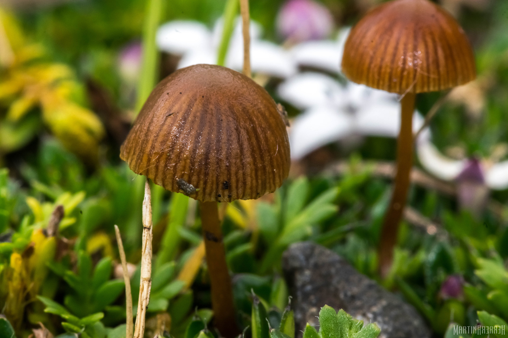 Pentax smc D-FA 100mm F2.8 Macro WR sample photo. Mushrooms photography