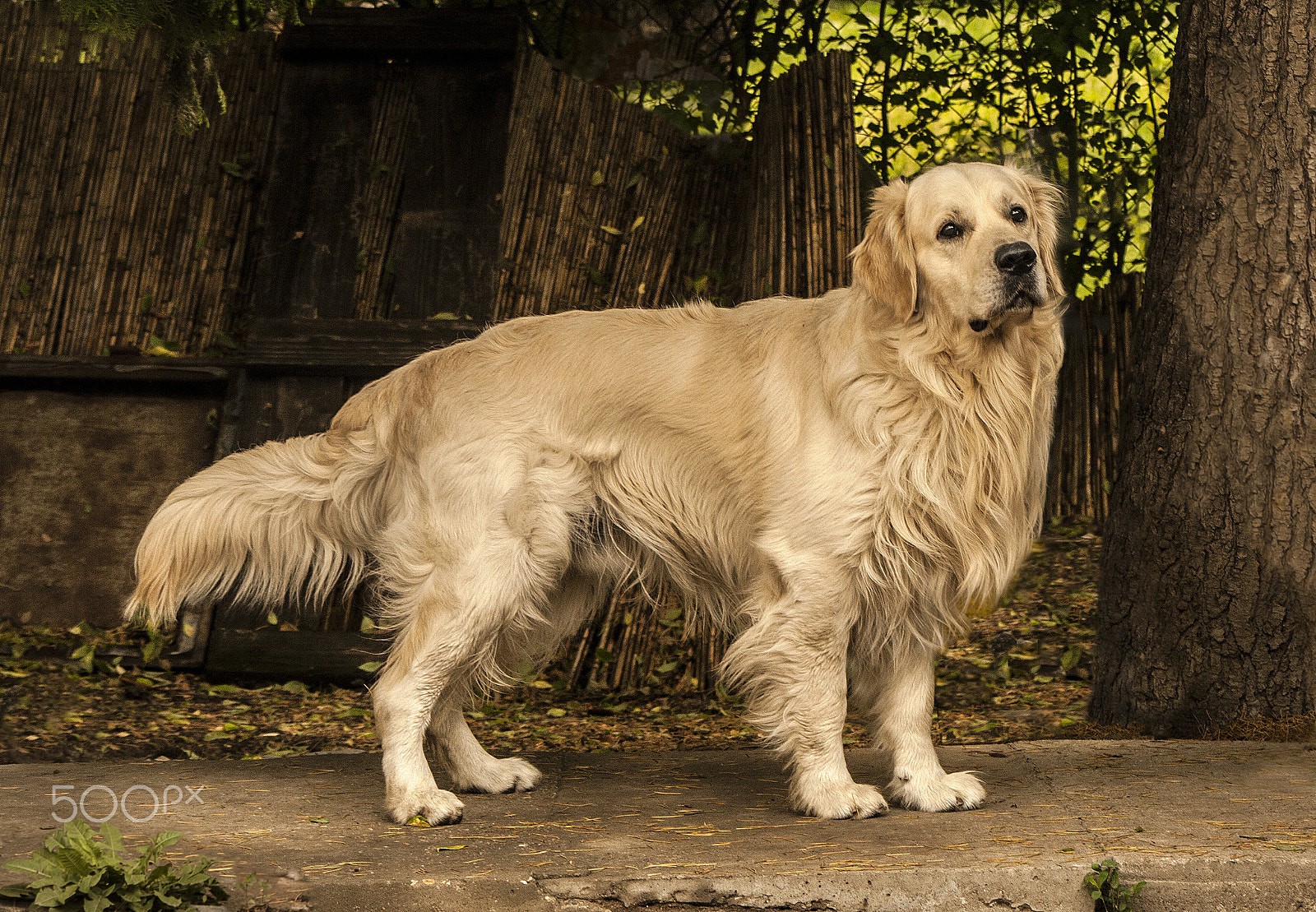 Canon EF 100-300mm F4.5-5.6 USM sample photo. Lovely dog photography