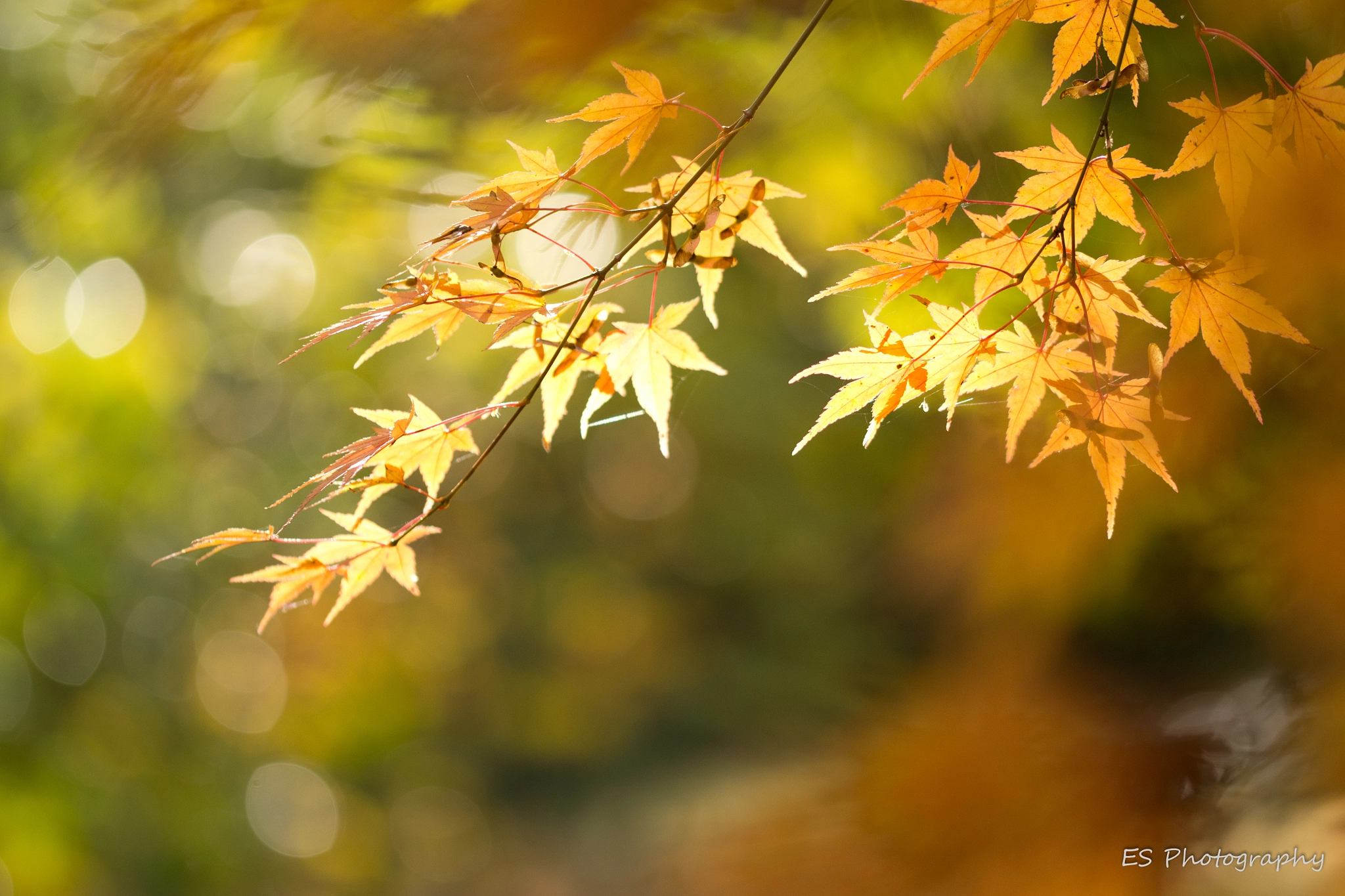 Sigma 105mm F2.8 EX DG OS HSM sample photo. Maple leaves photography