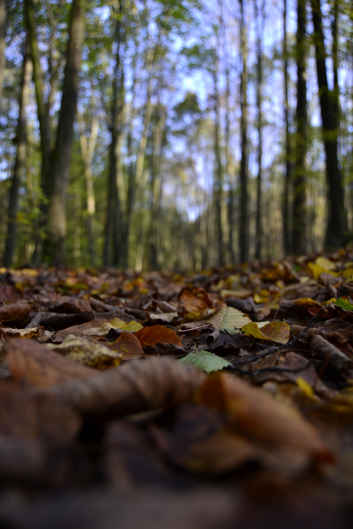 Nikon AF-Nikkor 80-200mm F2.8D ED sample photo. My fall photography