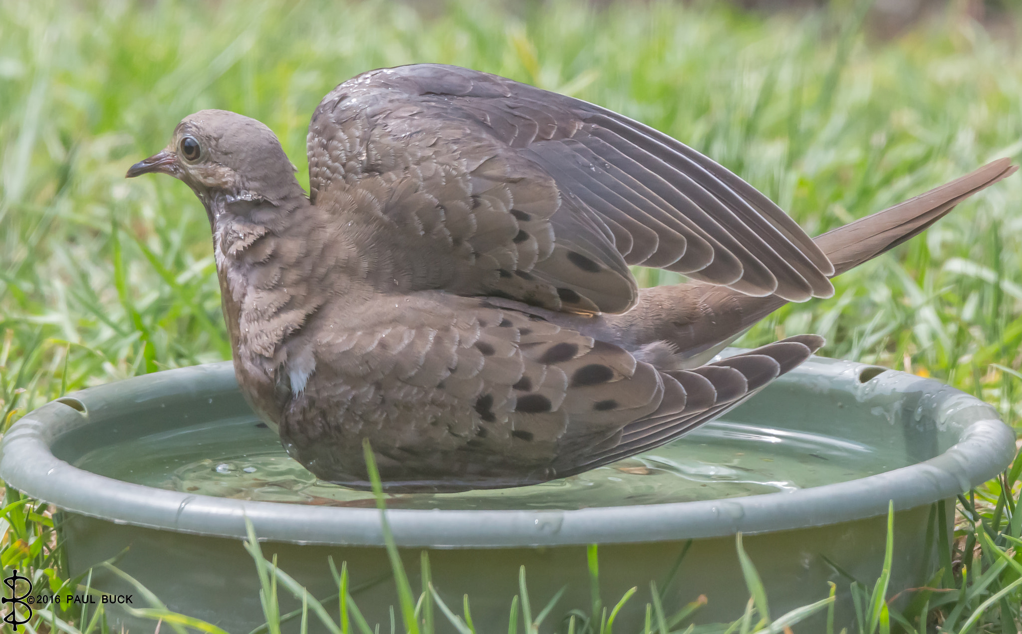 Tamron SP 150-600mm F5-6.3 Di VC USD sample photo. Dove cooling off photography