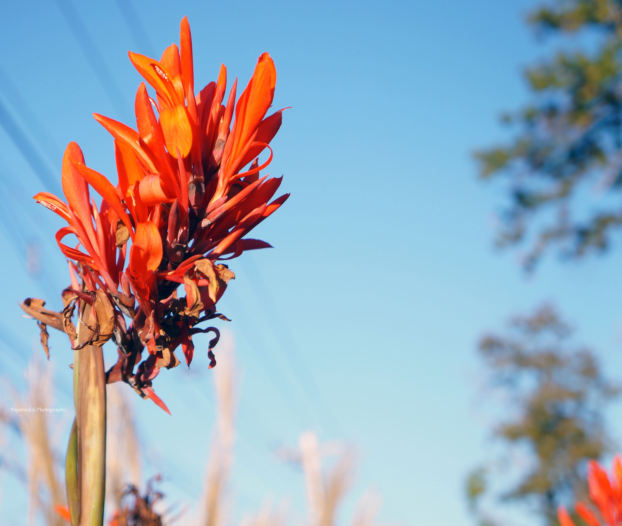 Tamron 18-200mm F3.5-6.3 Di III VC sample photo. Contrasting colors.  photography