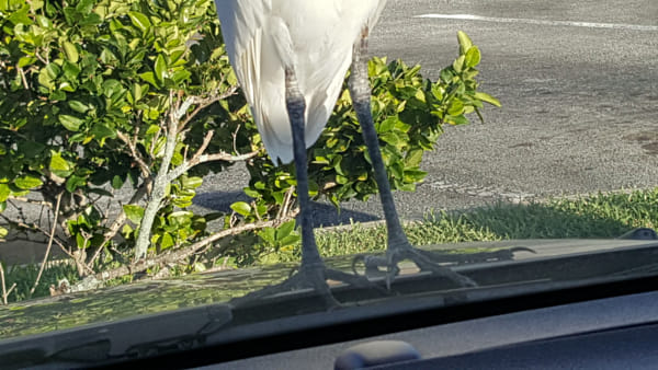 Hitchhiking Cattle Egret