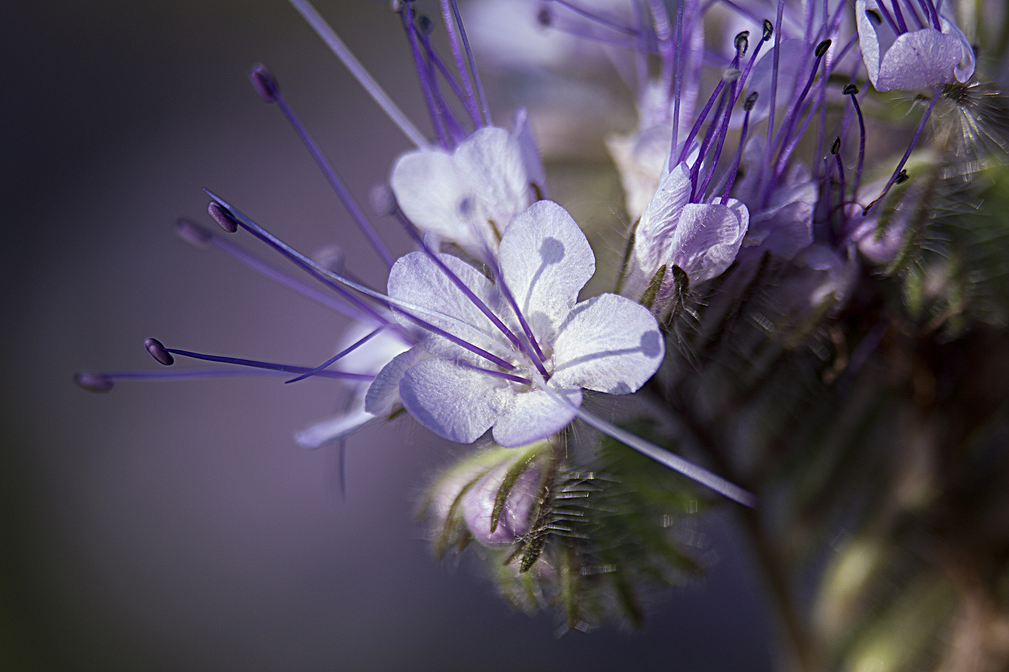 Canon EF 180mm F3.5L Macro USM sample photo. Phacelia tanacetifolia-2 photography