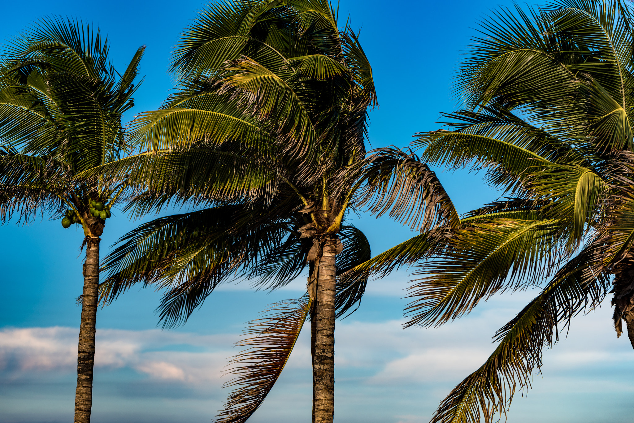 Nikon D750 + Sigma 105mm F2.8 EX DG Macro sample photo. Lost in paradise photography