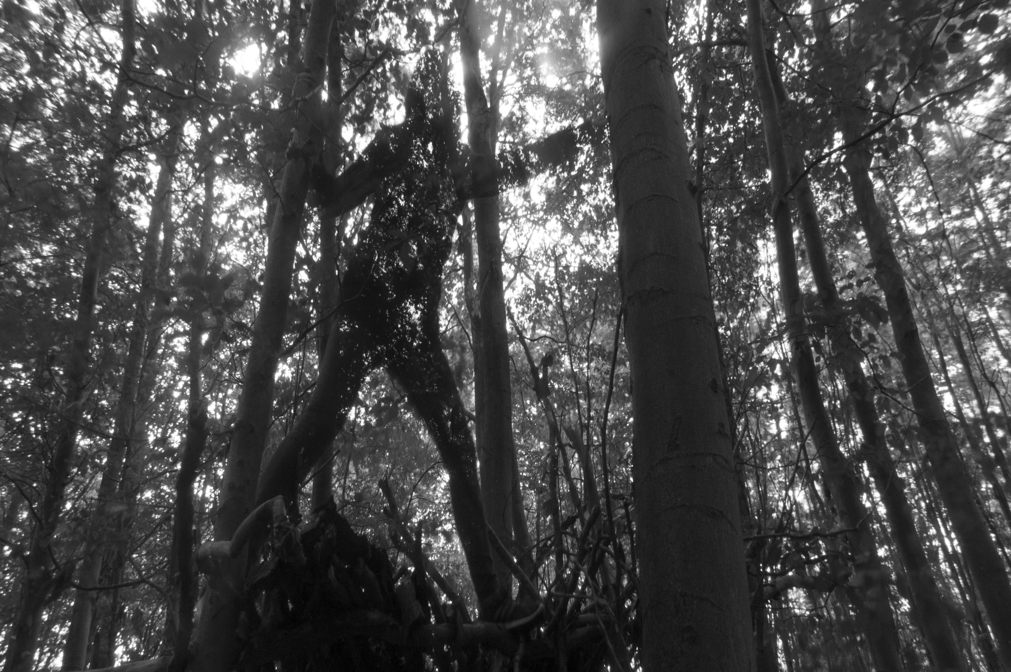 Sony SLT-A37 sample photo. Shadow  photography