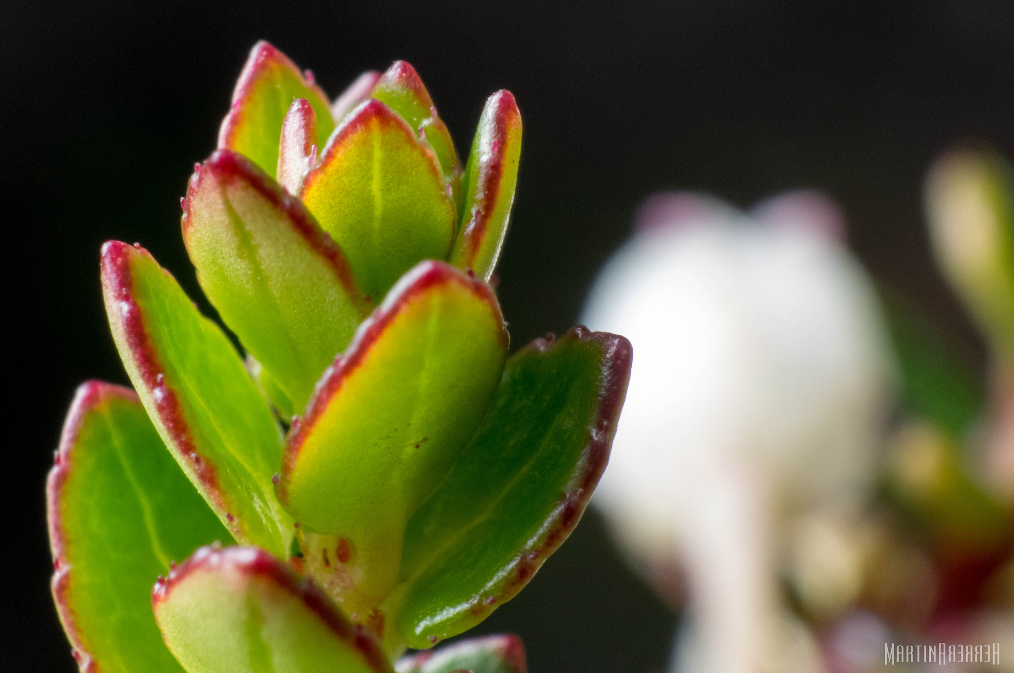 Pentax smc D-FA 100mm F2.8 Macro WR sample photo. Red and green photography