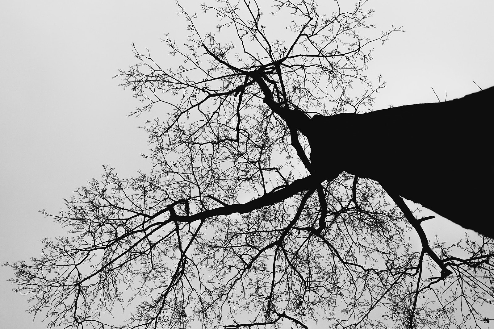 Canon EOS 650D (EOS Rebel T4i / EOS Kiss X6i) sample photo. Look up photography