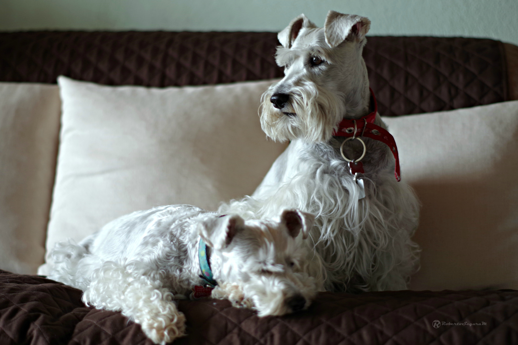 Pentax smc DA 50mm F1.8 sample photo. Las nenas photography