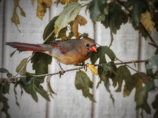 Nikon D7100 + Sigma 50mm F2.8 EX DG Macro sample photo. Female cardinal photography