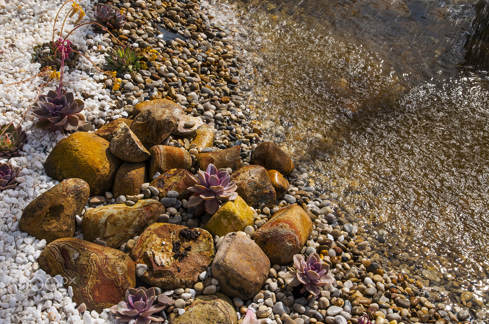 Sigma 17-70mm F2.8-4 DC Macro OS HSM sample photo. Pond decorated with stones and succulents photography