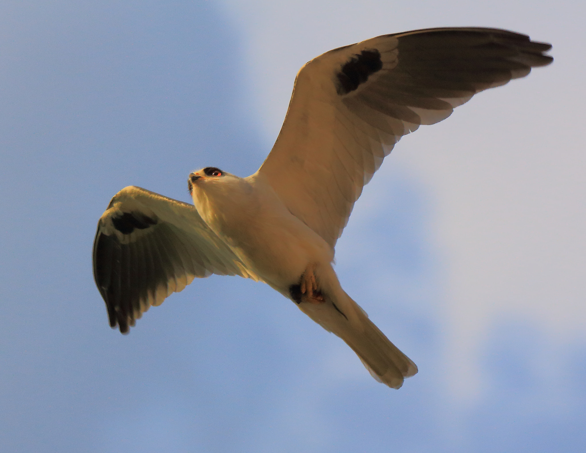 Sigma 150-600mm F5-6.3 DG OS HSM | C sample photo. Elanus leucurus flying photography