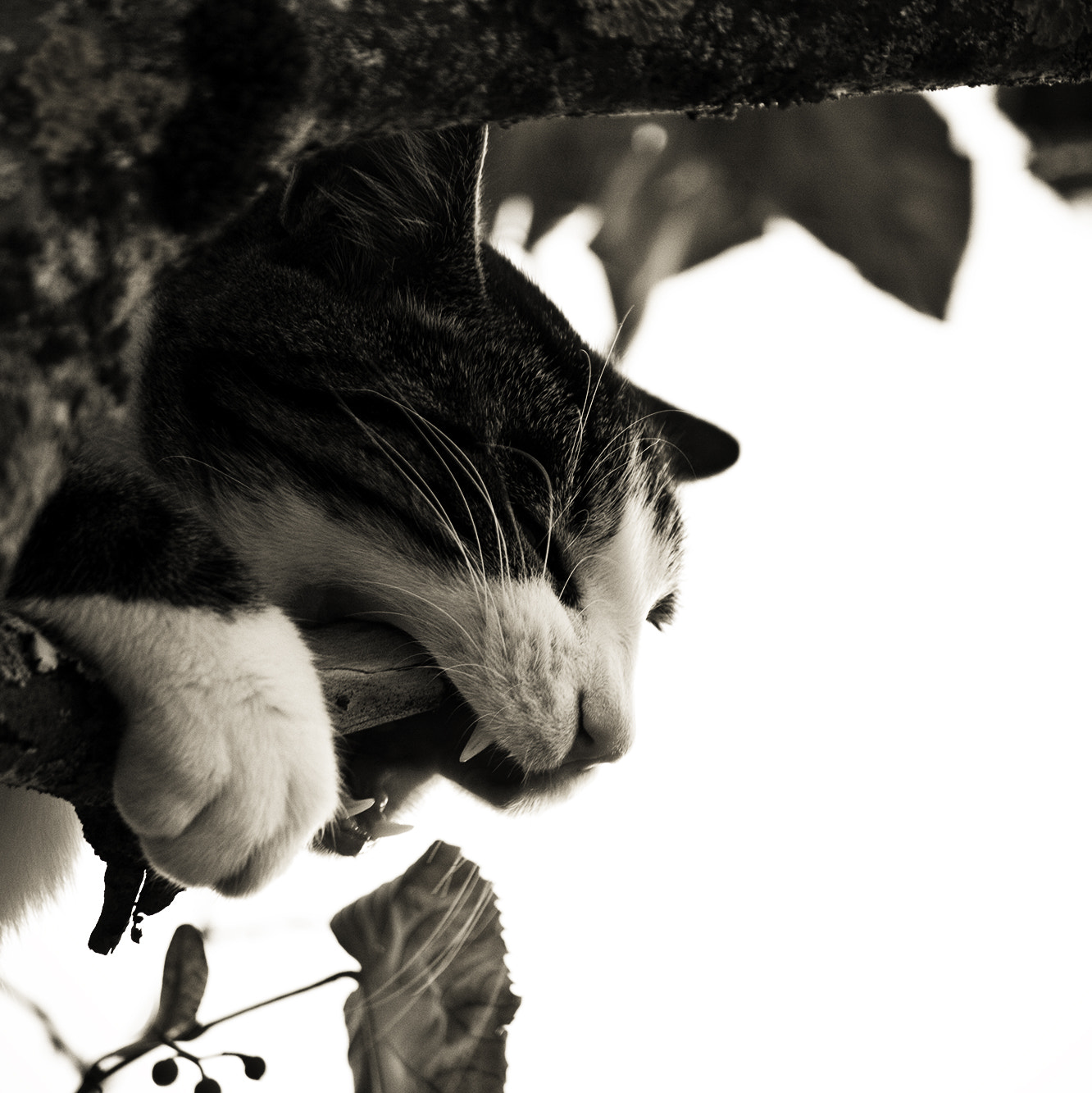 Canon EF-S 55-250mm F4-5.6 IS II sample photo. Bitting cat - b&w photography