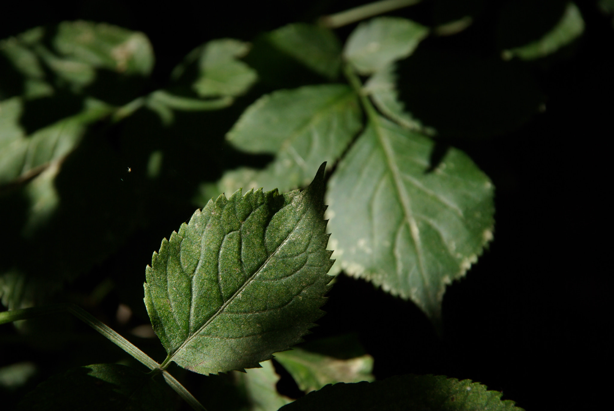 Pentax K10D sample photo. Complexity of nature photography