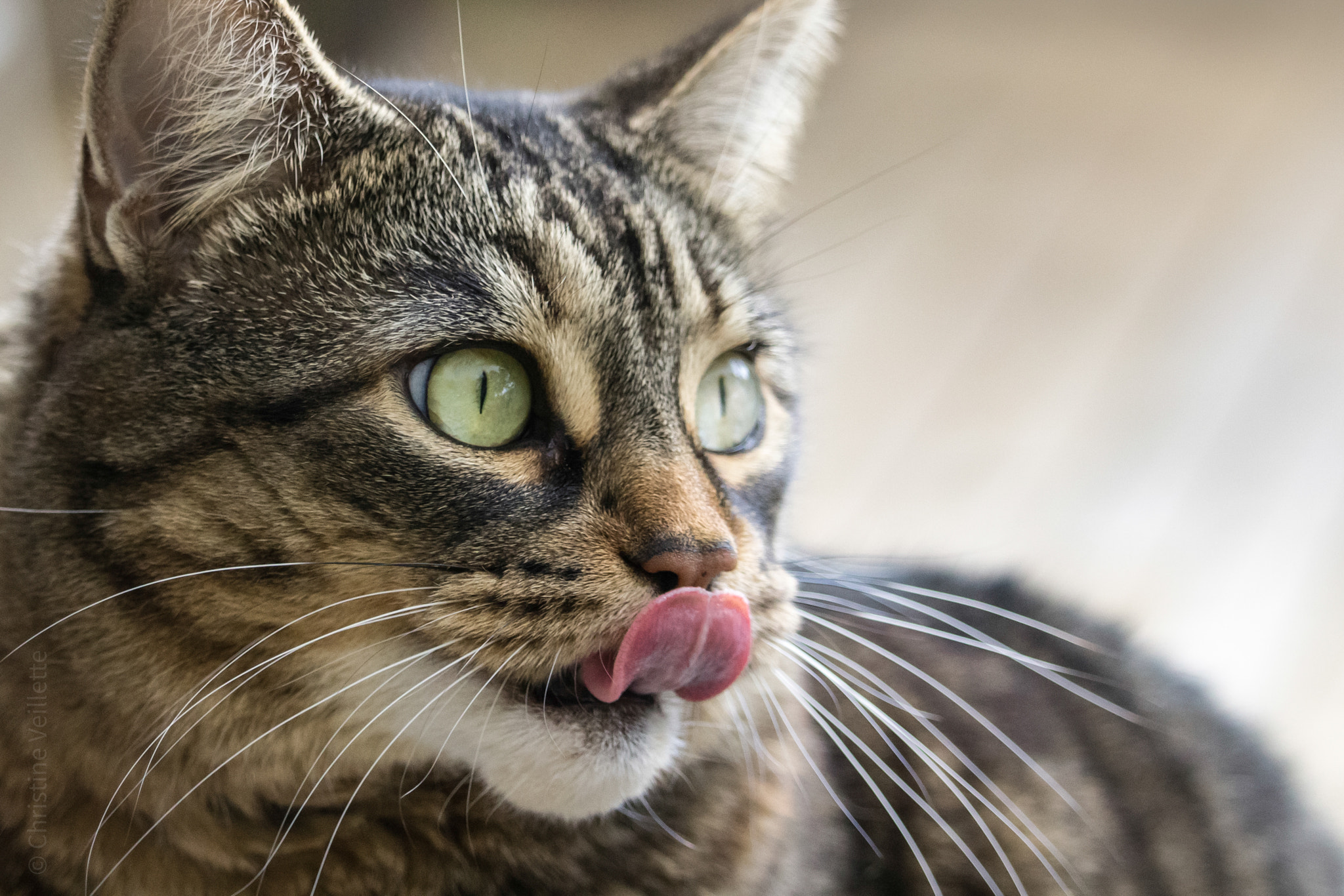 Canon EF-S 55-250mm F4-5.6 IS STM sample photo. Looks delicious photography