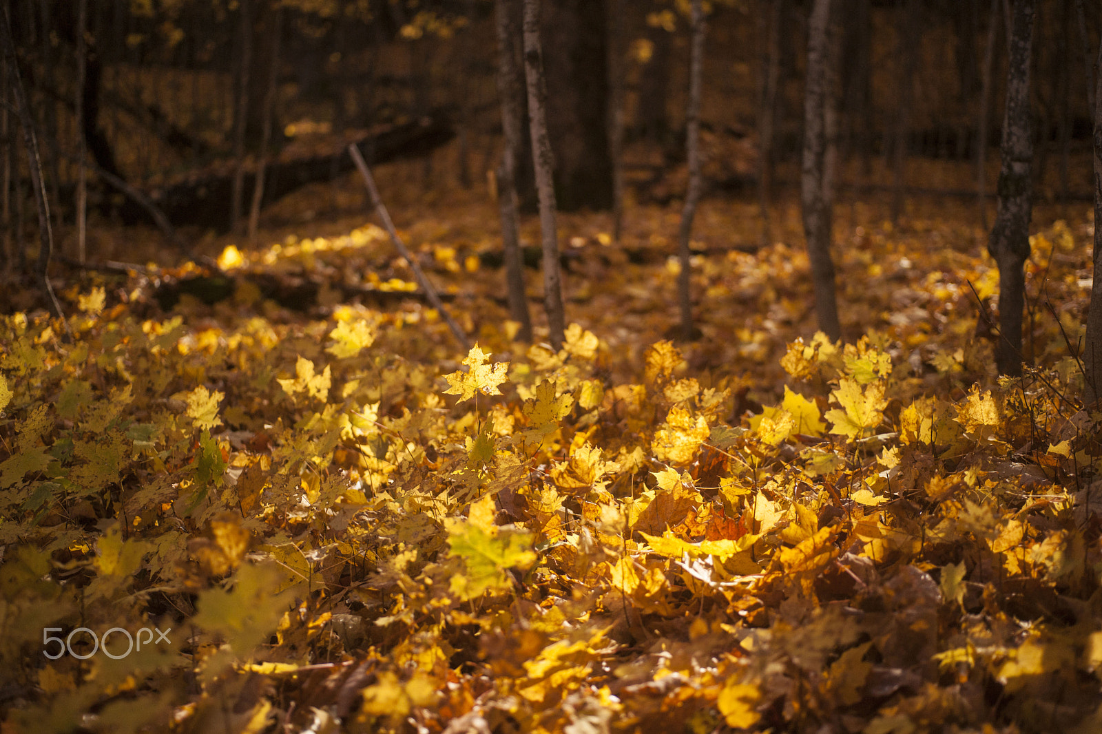 Sony Alpha DSLR-A900 + MACRO 50mm F2.8 sample photo. Golden underwood photography