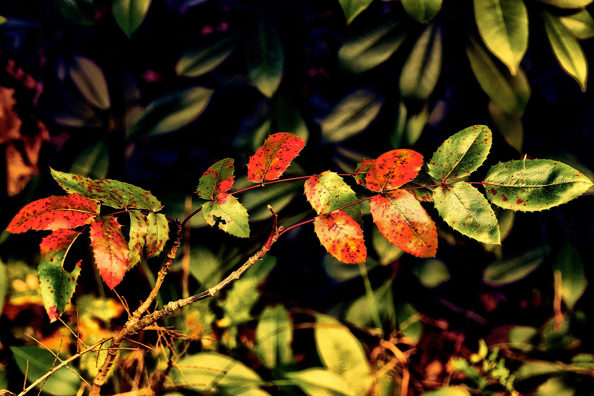 Sony E 18-200mm F3.5-6.3 OSS sample photo. Red & green.jpg photography