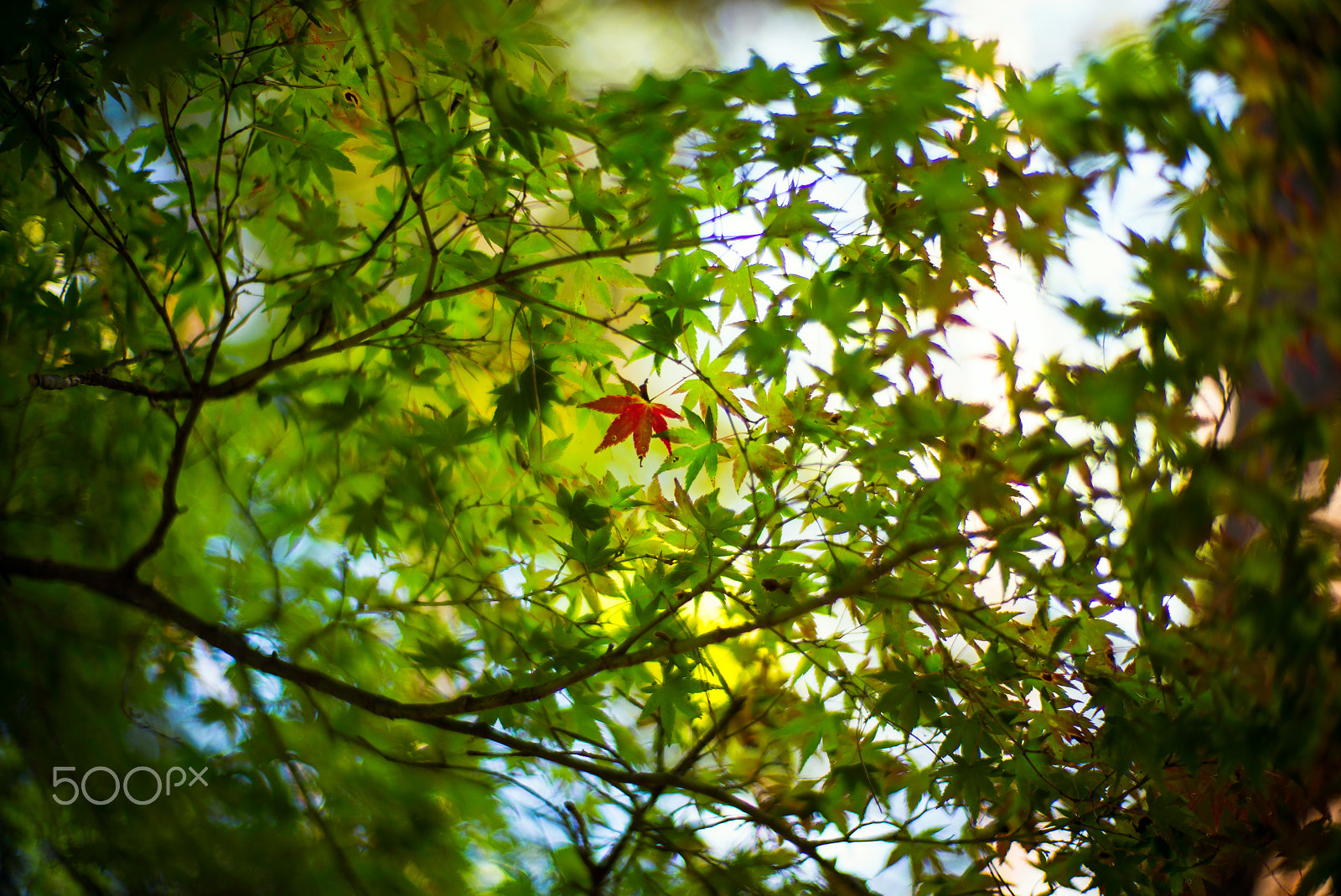 Noctilux-M 1:1/50 sample photo. Little autumn photography