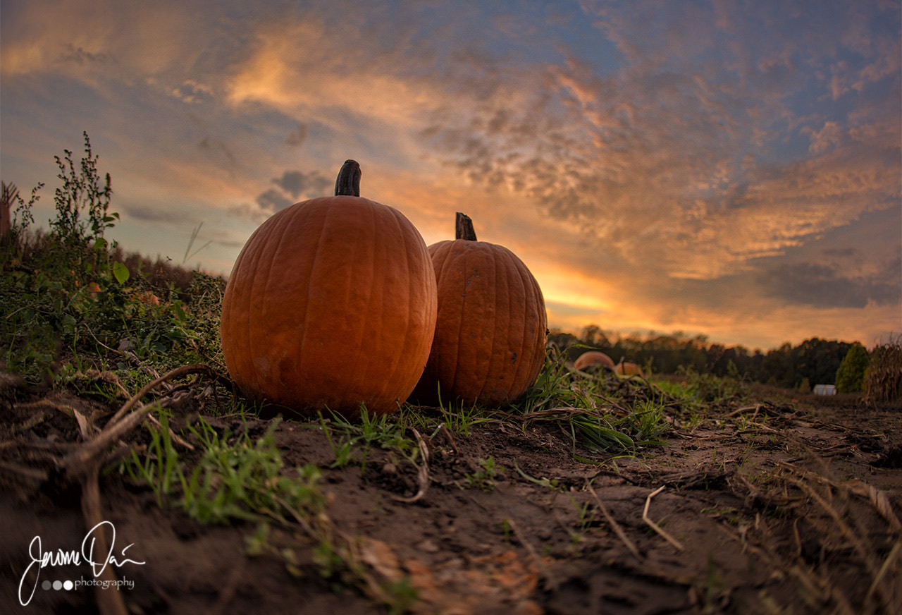 Canon EOS-1D X + Canon EF 15mm F2.8 Fisheye sample photo. 2 pumpkins photography