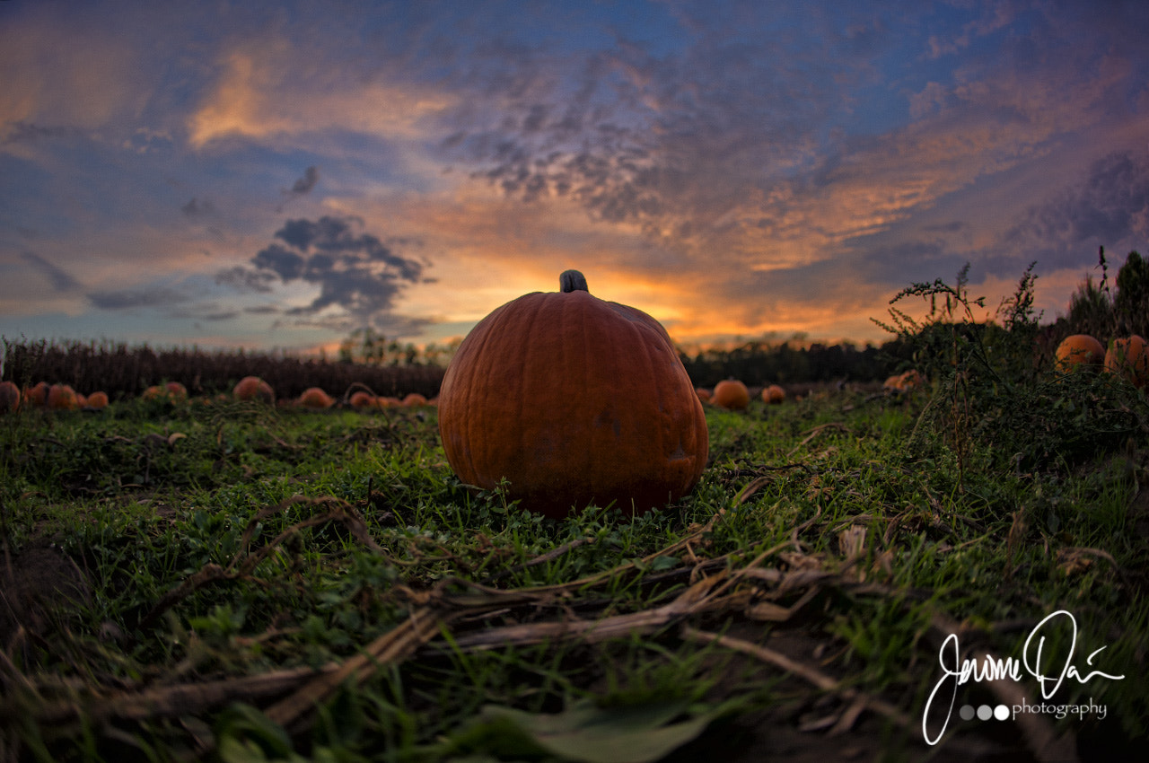 Canon EOS-1D X + Canon EF 15mm F2.8 Fisheye sample photo. Pumpkin farm photography