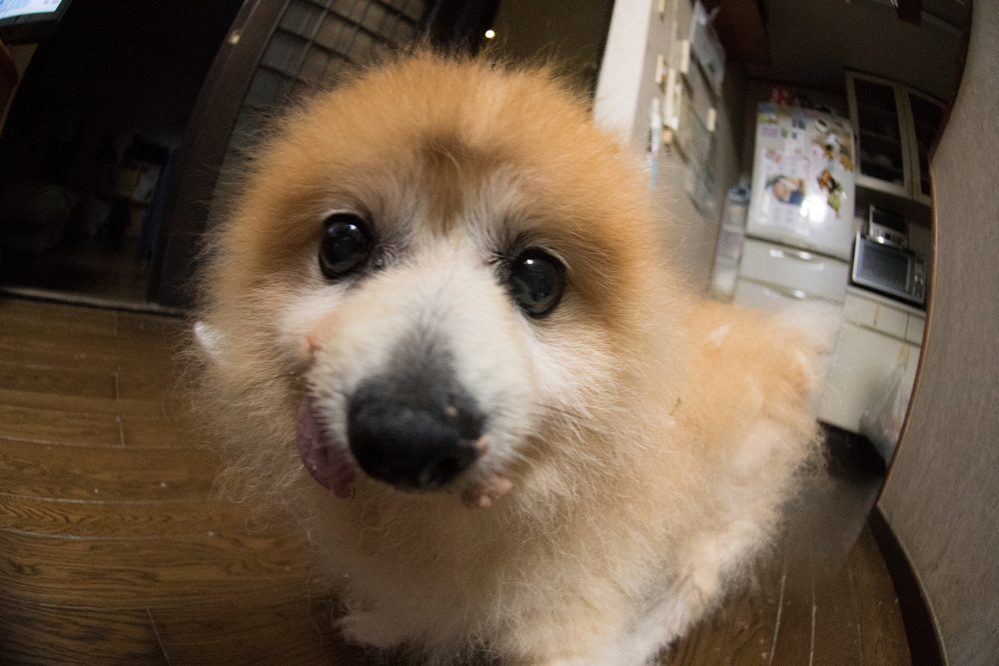 Nikon AF DX Fisheye-Nikkor 10.5mm F2.8G ED sample photo