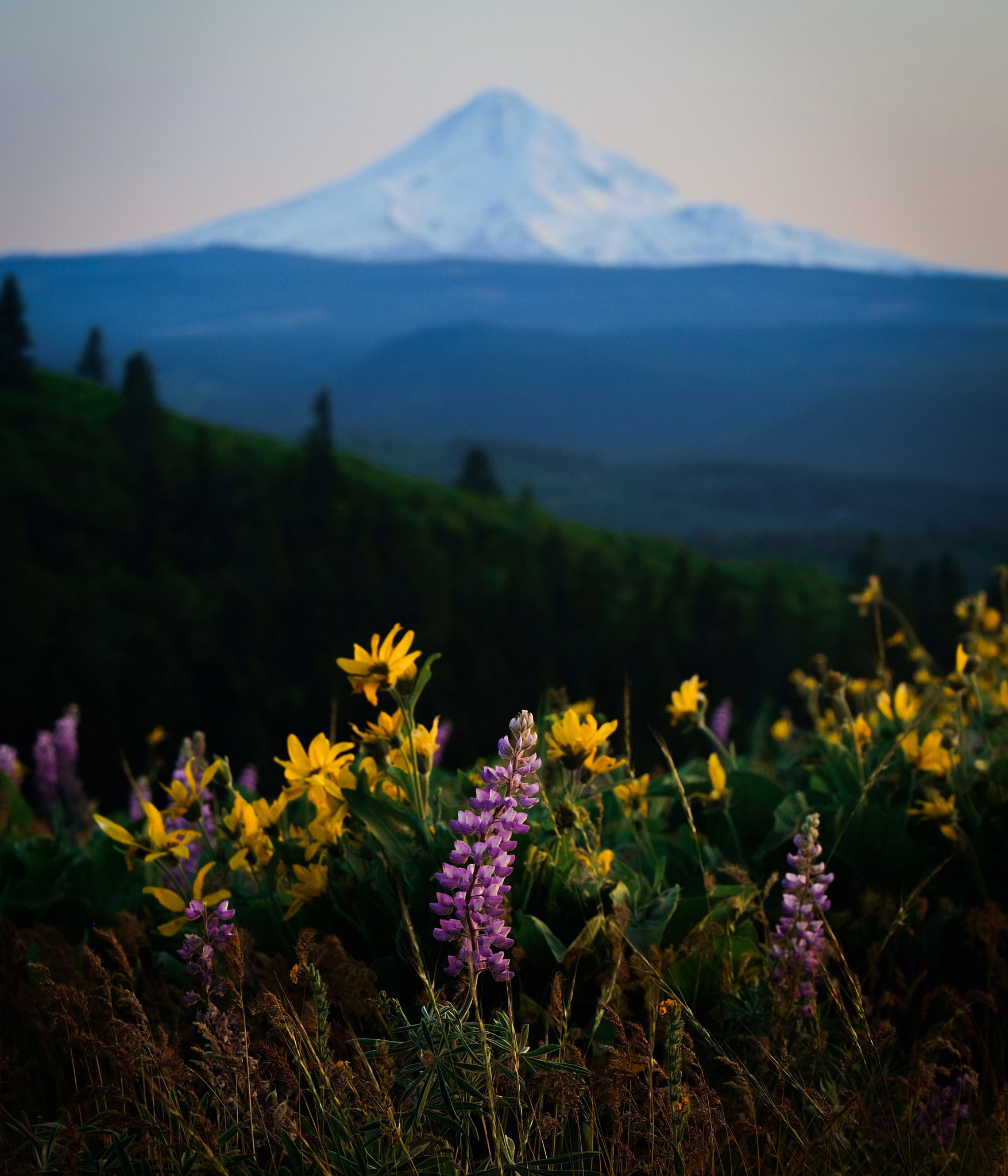 Fujifilm X-Pro1 + Fujifilm XF 50-140mm F2.8 R LM OIS WR sample photo. Mt. hood and wildflowers photography