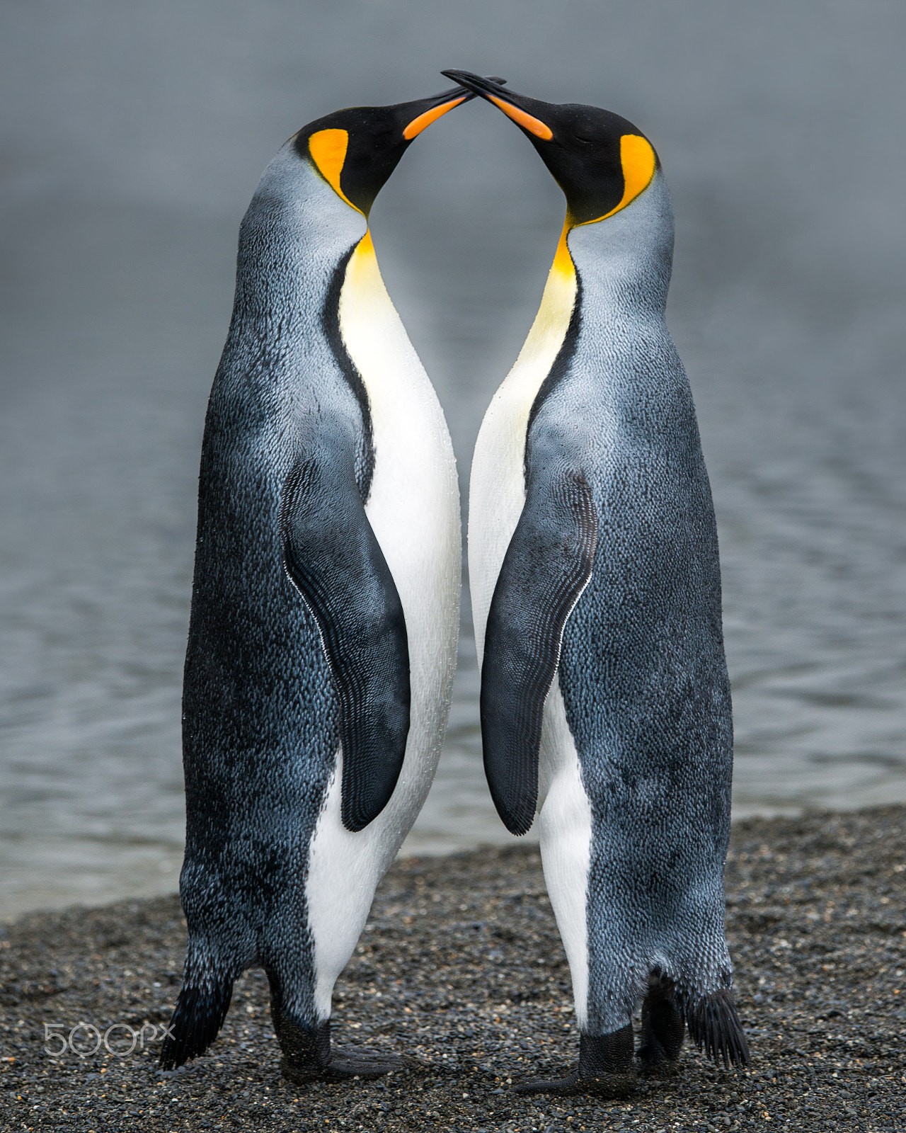 Nikon D800E sample photo. Love birds photography