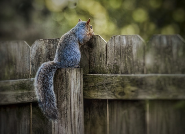 Nikon D7100 + Sigma 50mm F2.8 EX DG Macro sample photo. Backyard visitor……squirrel photography