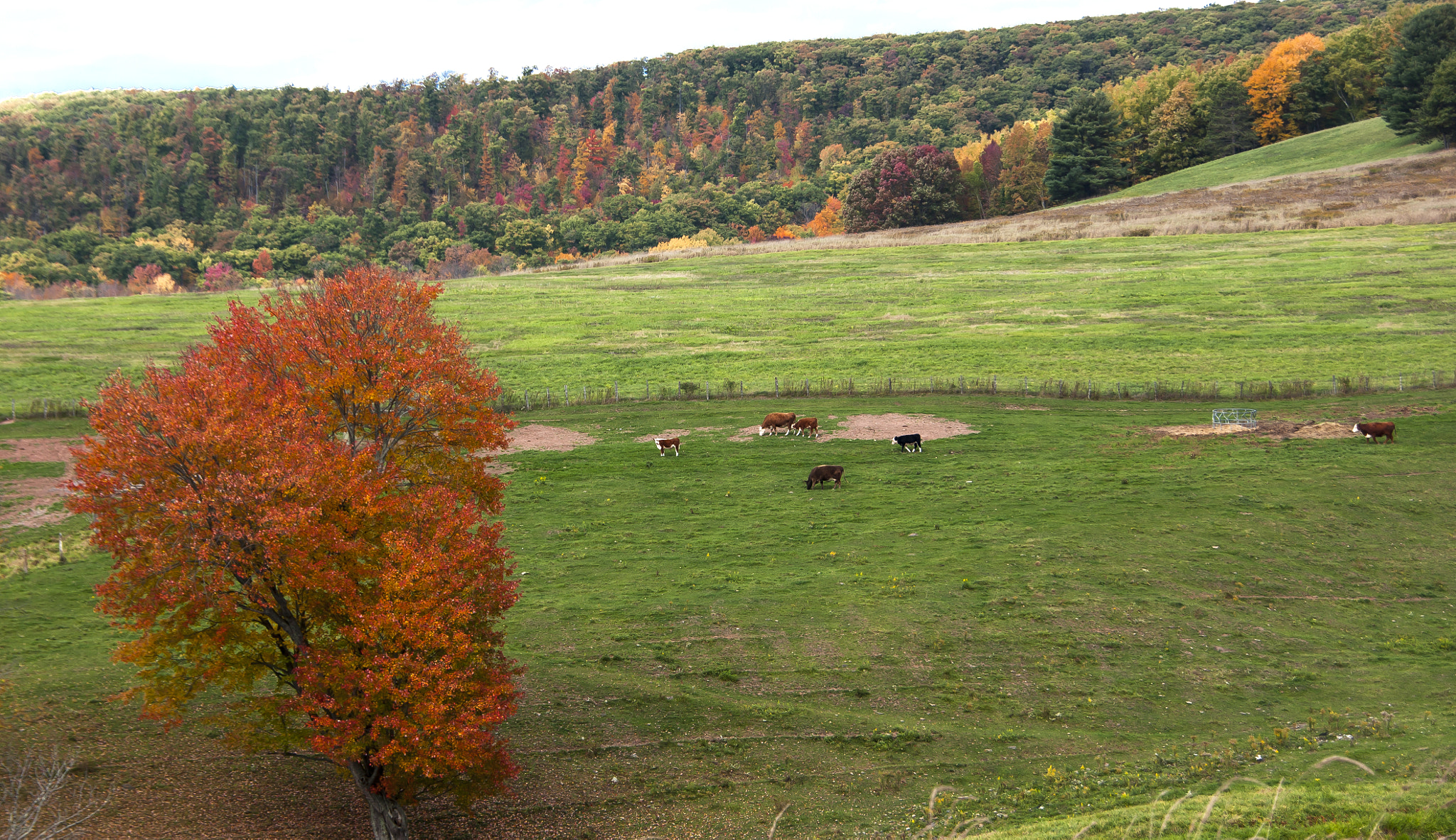 Sony DT 18-250mm F3.5-6.3 sample photo. Golden fields photography