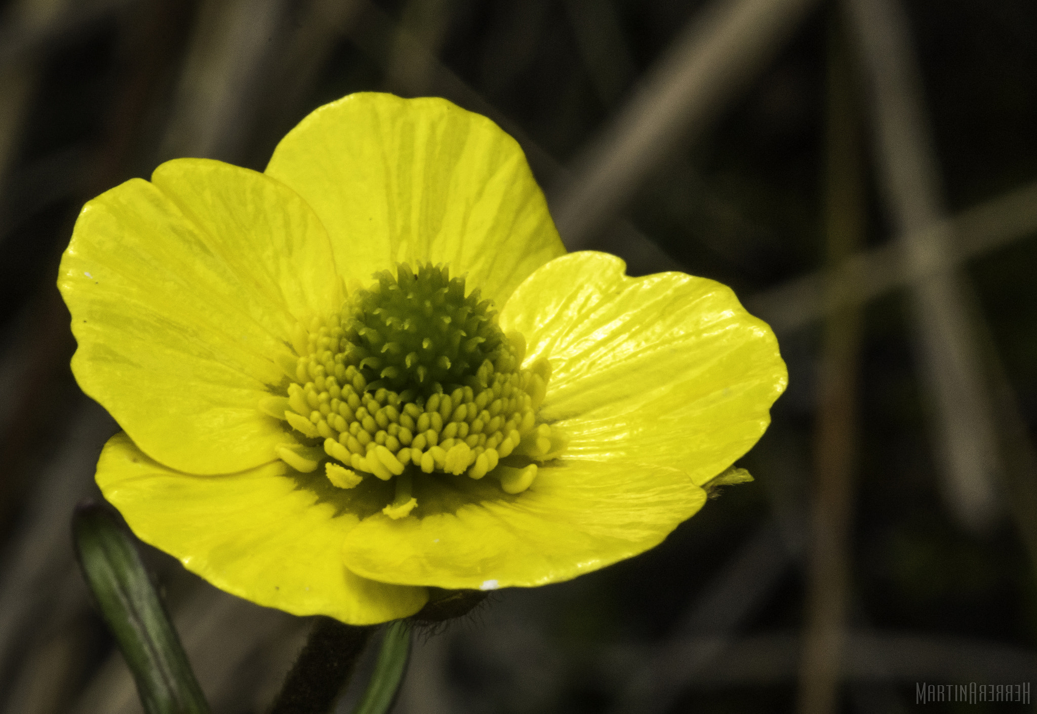 Pentax smc D-FA 100mm F2.8 Macro WR sample photo. Paramo flower photography