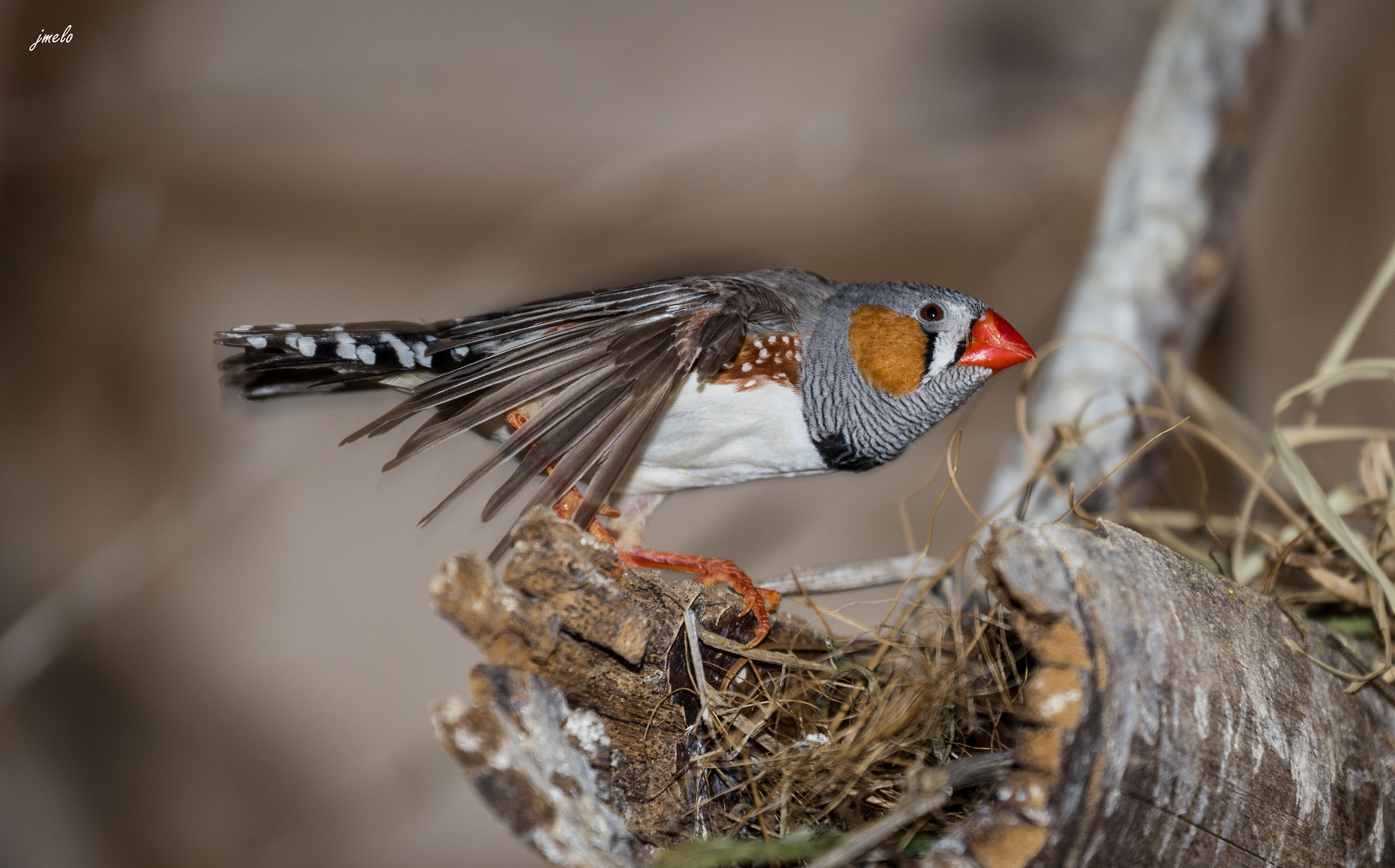 Canon EF 70-300mm F4-5.6L IS USM sample photo. Mg photography