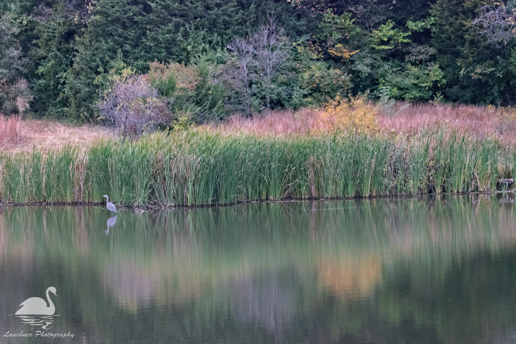Sigma 150-600mm F5-6.3 DG OS HSM | C sample photo. Cattail reflections photography