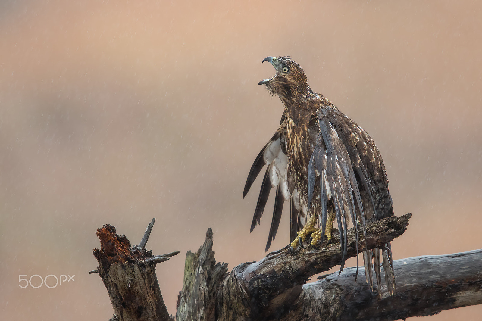 Canon EF 600mm F4L IS II USM sample photo. Restless.. photography