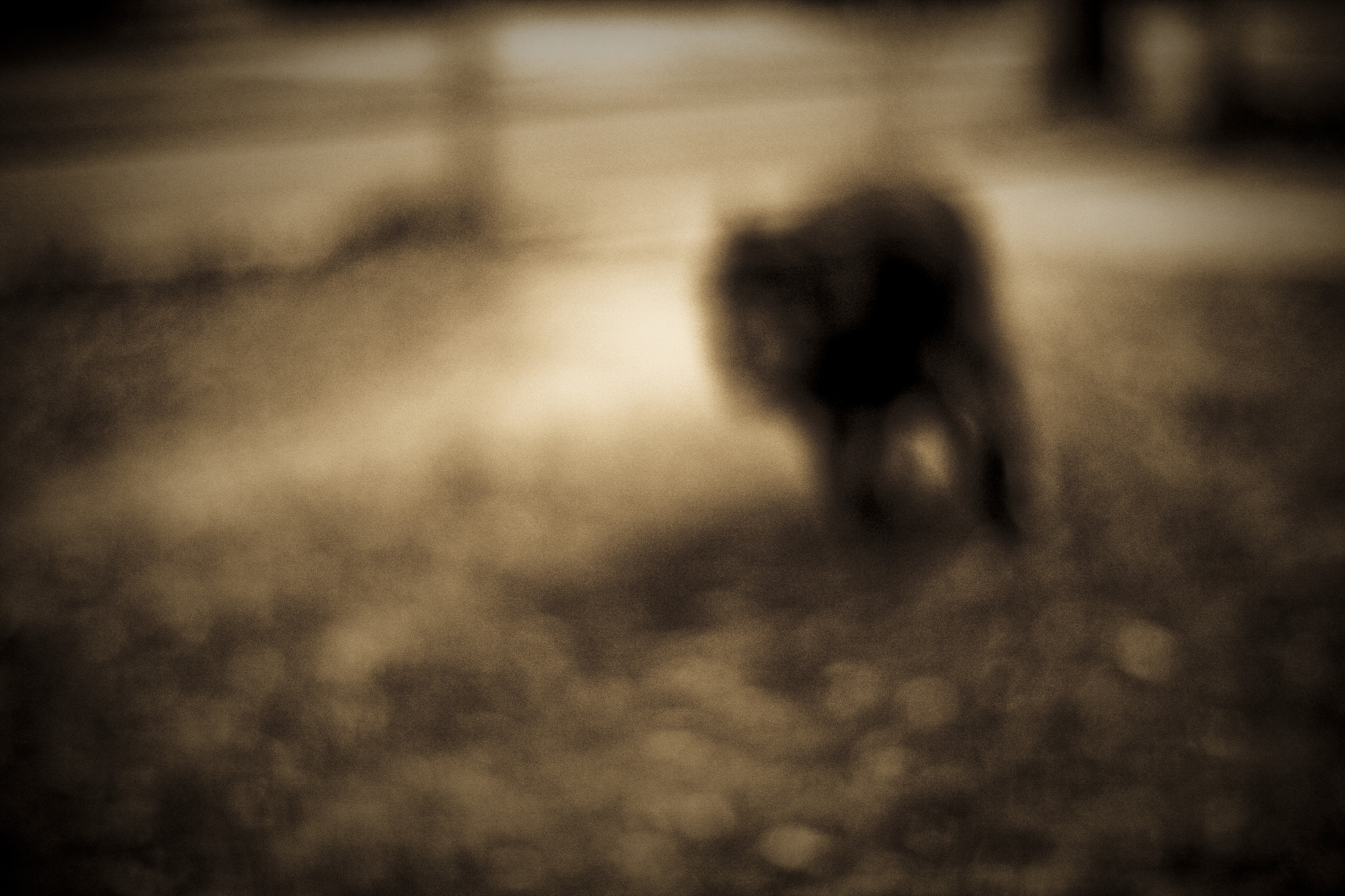 Canon EOS 50D + Canon EF 50mm F1.4 USM sample photo. Black dog runs at night photography