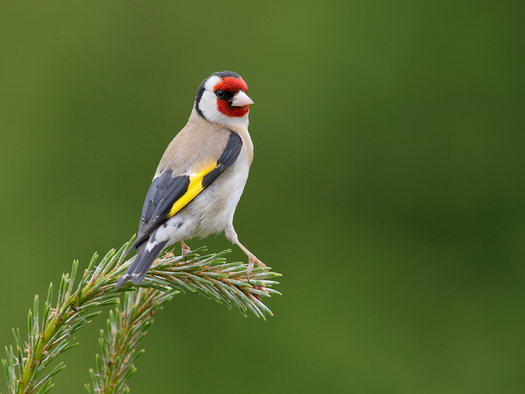 Canon EOS-1D X + Canon EF 600mm F4L IS II USM sample photo. Goldfinch .  photography