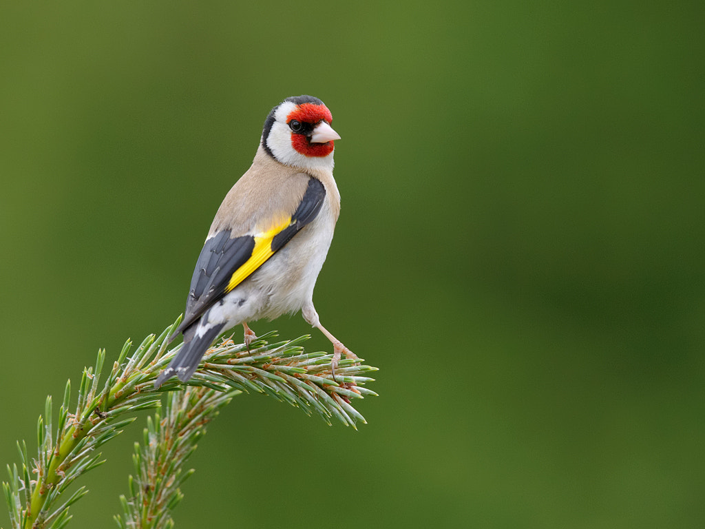 Canon EF 600mm F4L IS II USM sample photo. Goldfinch .  photography