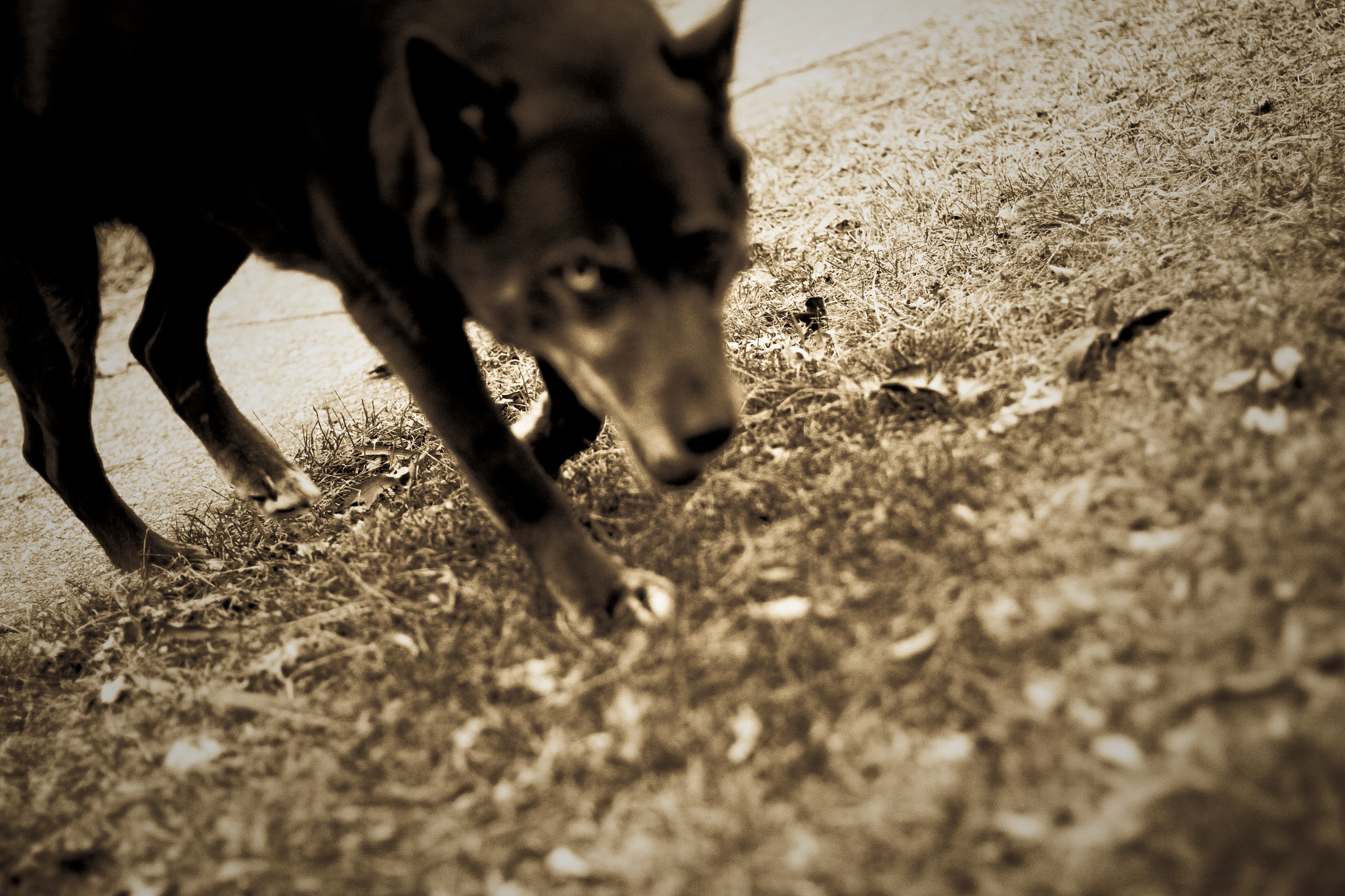 Canon EOS 50D + Canon EF 50mm F1.4 USM sample photo. "black dog runs at night" photography